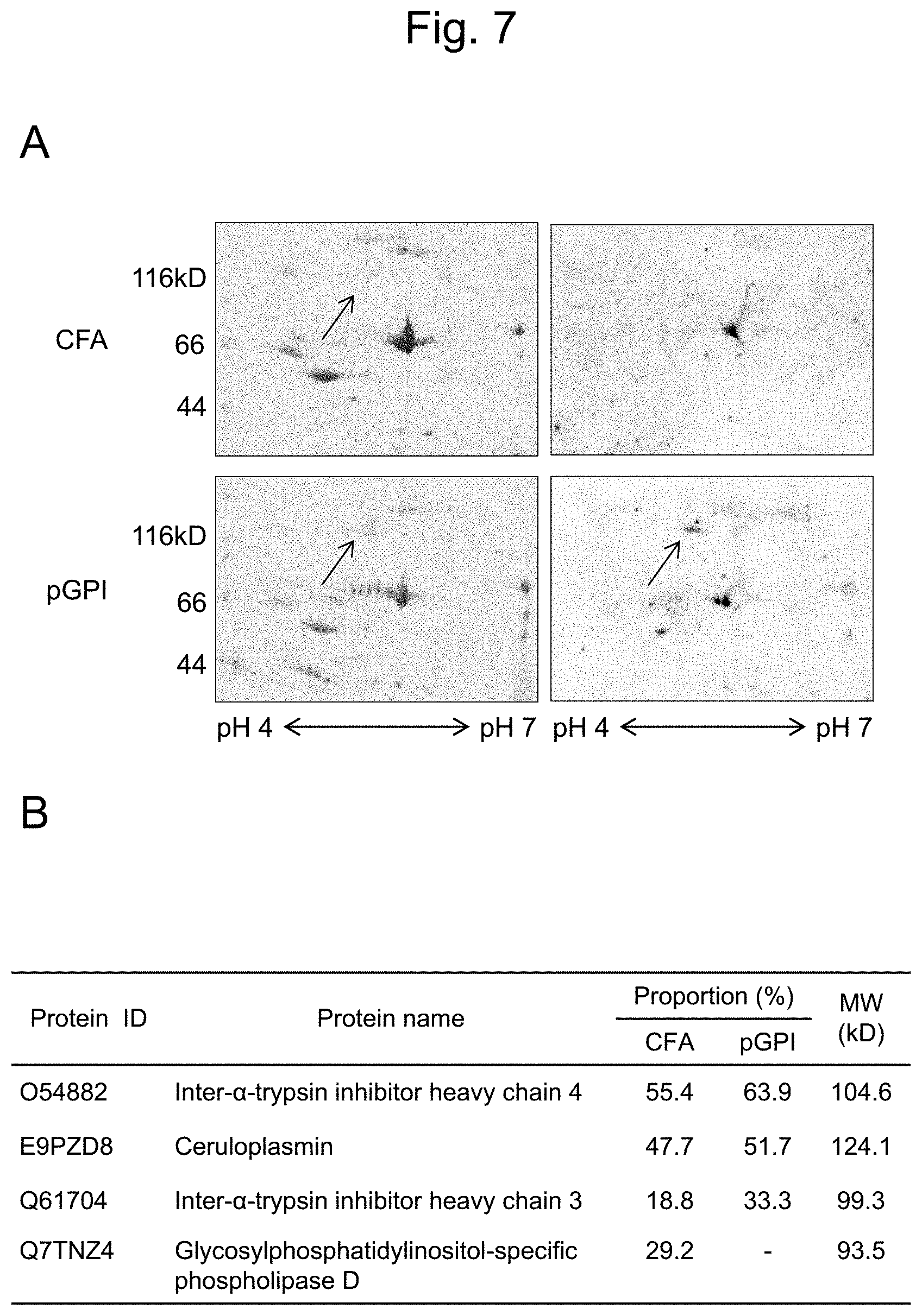 Patent US11774447 Figure 7 – Detection of citrullinated inter-alpha-trypsin inhibitor heavy chain 4 (ITIH4)