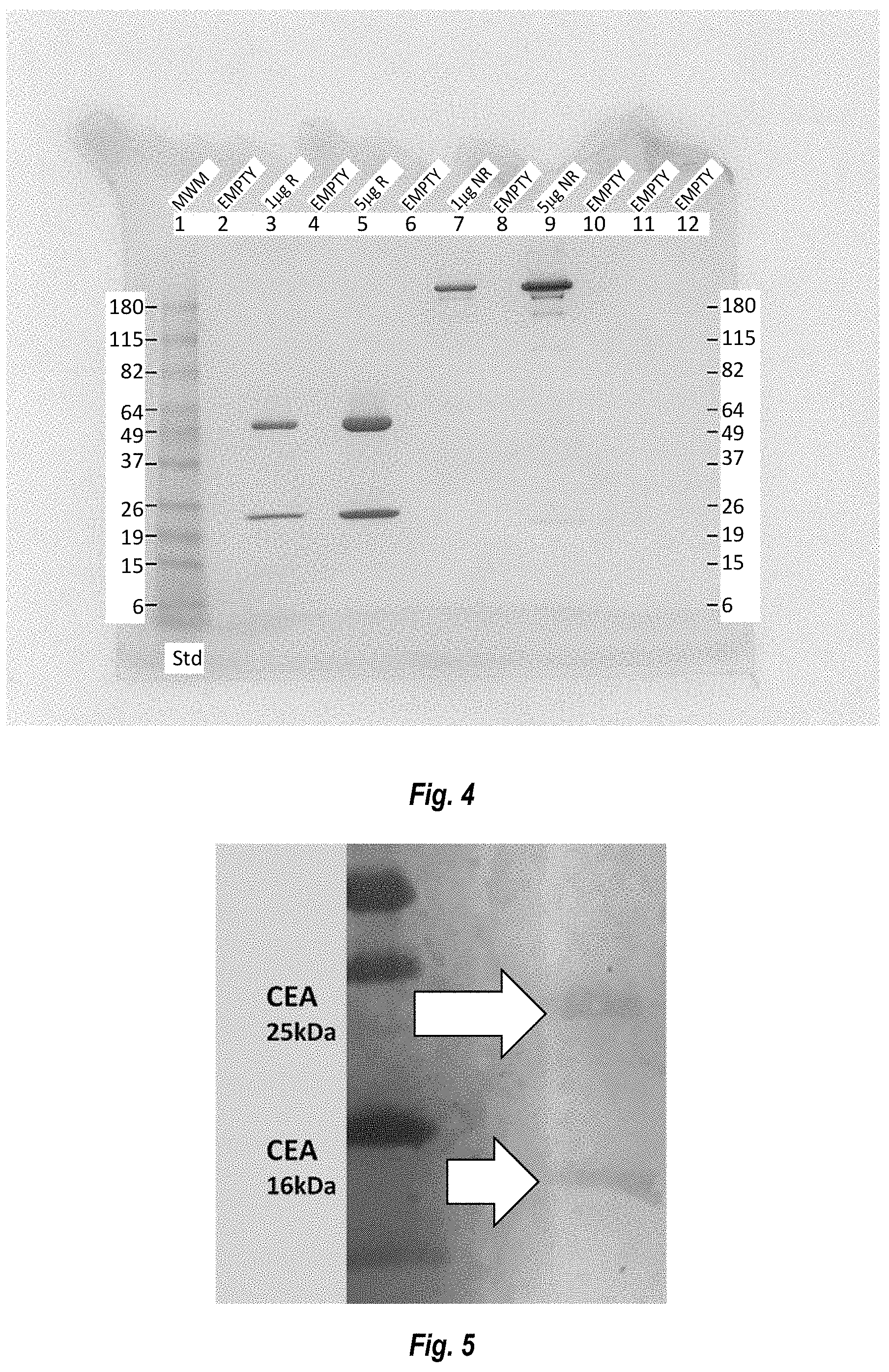 Patent US11774452 Figure 4 – Antibodies against carcinoembryonic antigens