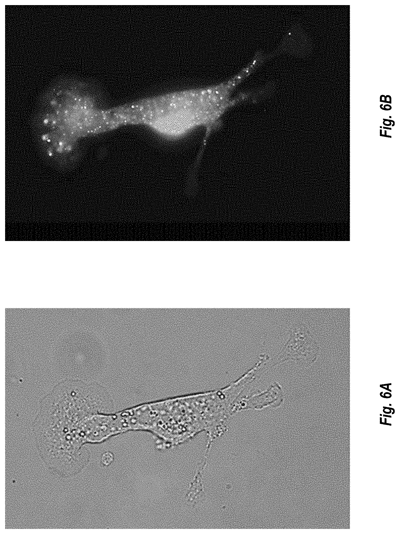 Patent US11774452 Figure 5 – Antibodies against carcinoembryonic antigens