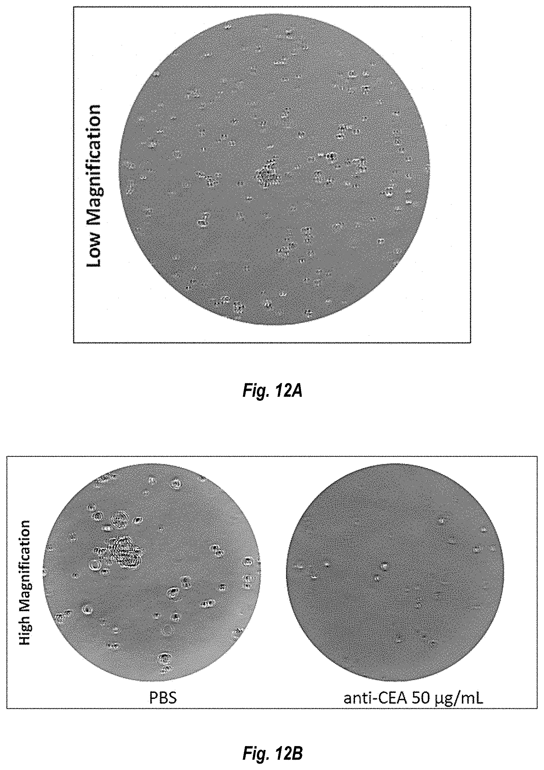 Patent US11774452 Figure 10 – Antibodies against carcinoembryonic antigens