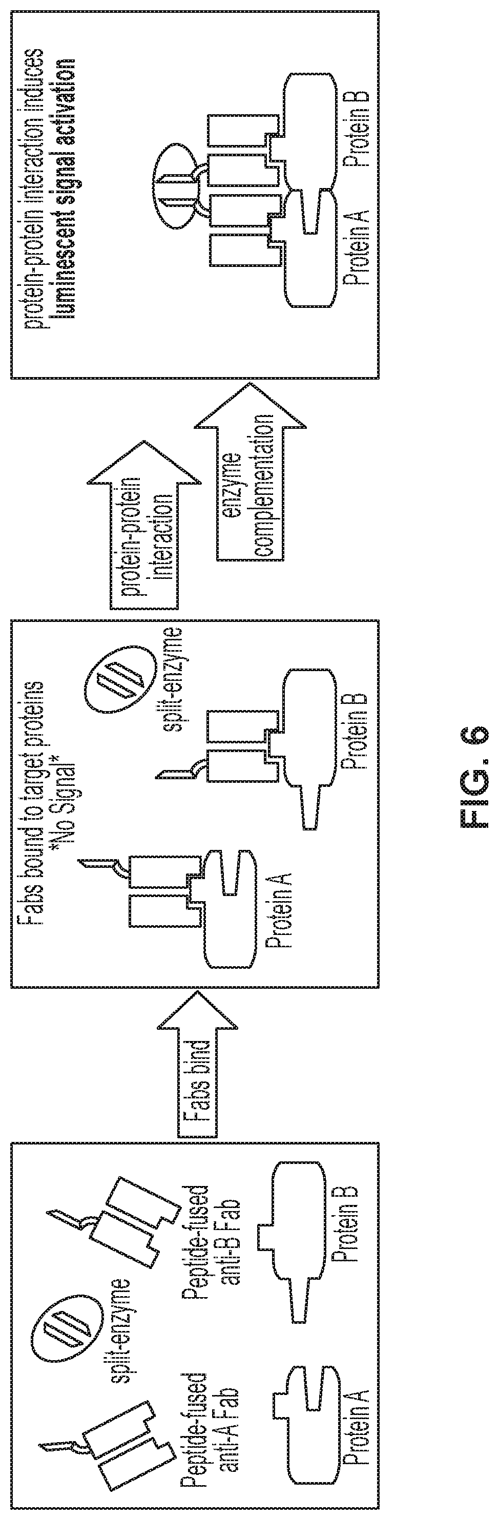 Patent US11774453 Figure 6 – Target-binding activated split reporter systems for analyte detection and related components and methods