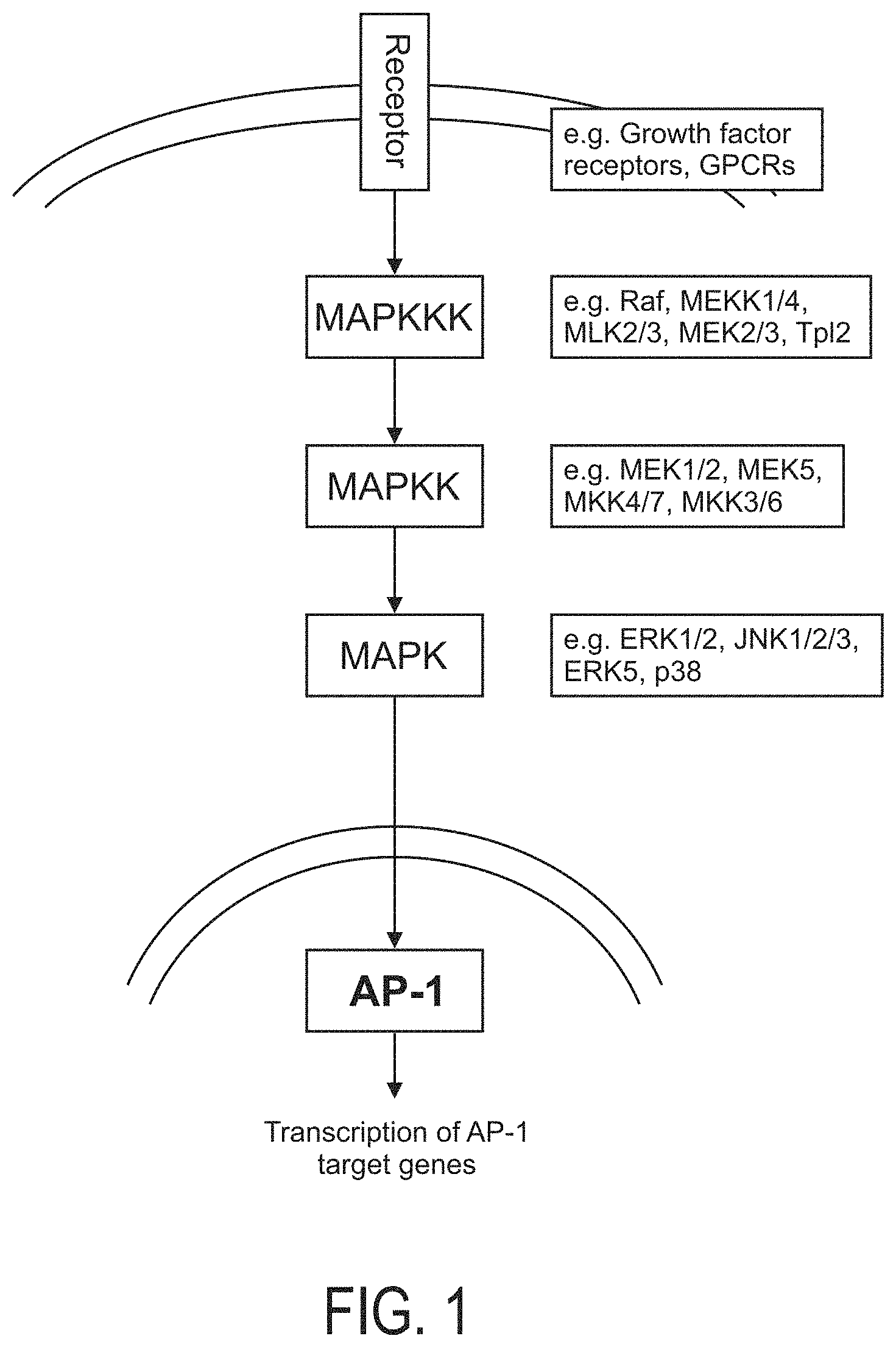 Patent US11776661 Figure 1 – Determination of MAPK-AP-1 pathway activity using unique combination of target genes