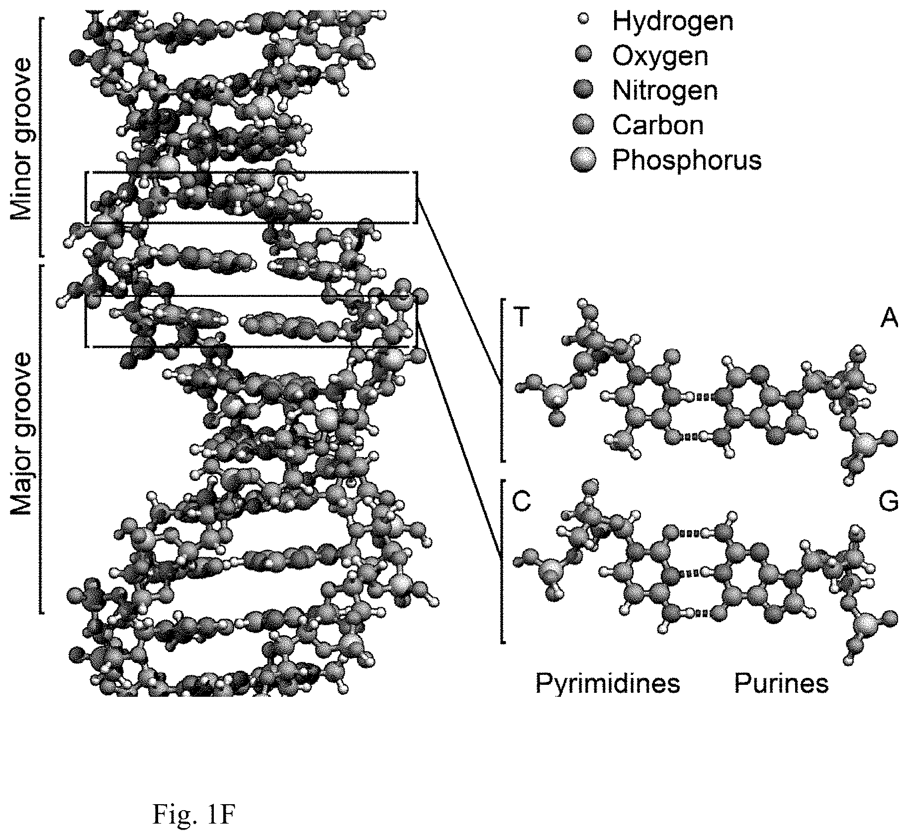 Patent US11778794 Figure 6 – Biopolymer-based electromagnetic interference shielding matertals