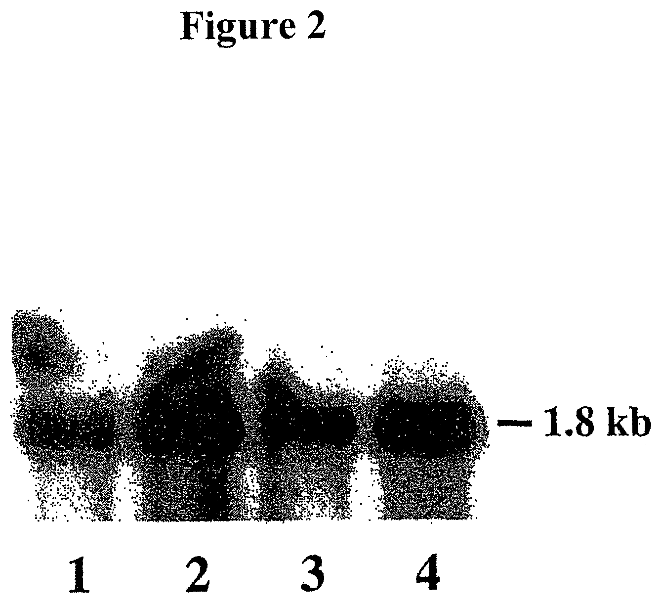 Patent US11778965 Figure 2 – Alteration of tobacco alkaloid content through modification of specific cytochrome P450 genes