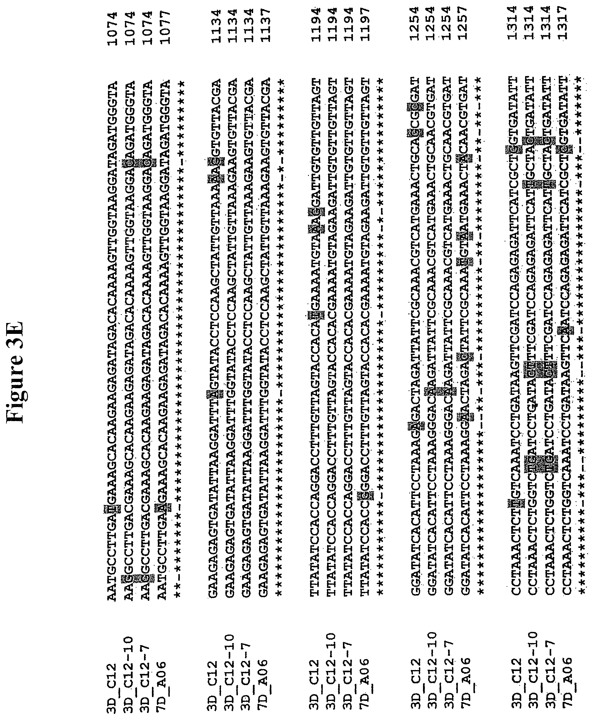 Patent US11778965 Figure 7 – Alteration of tobacco alkaloid content through modification of specific cytochrome P450 genes