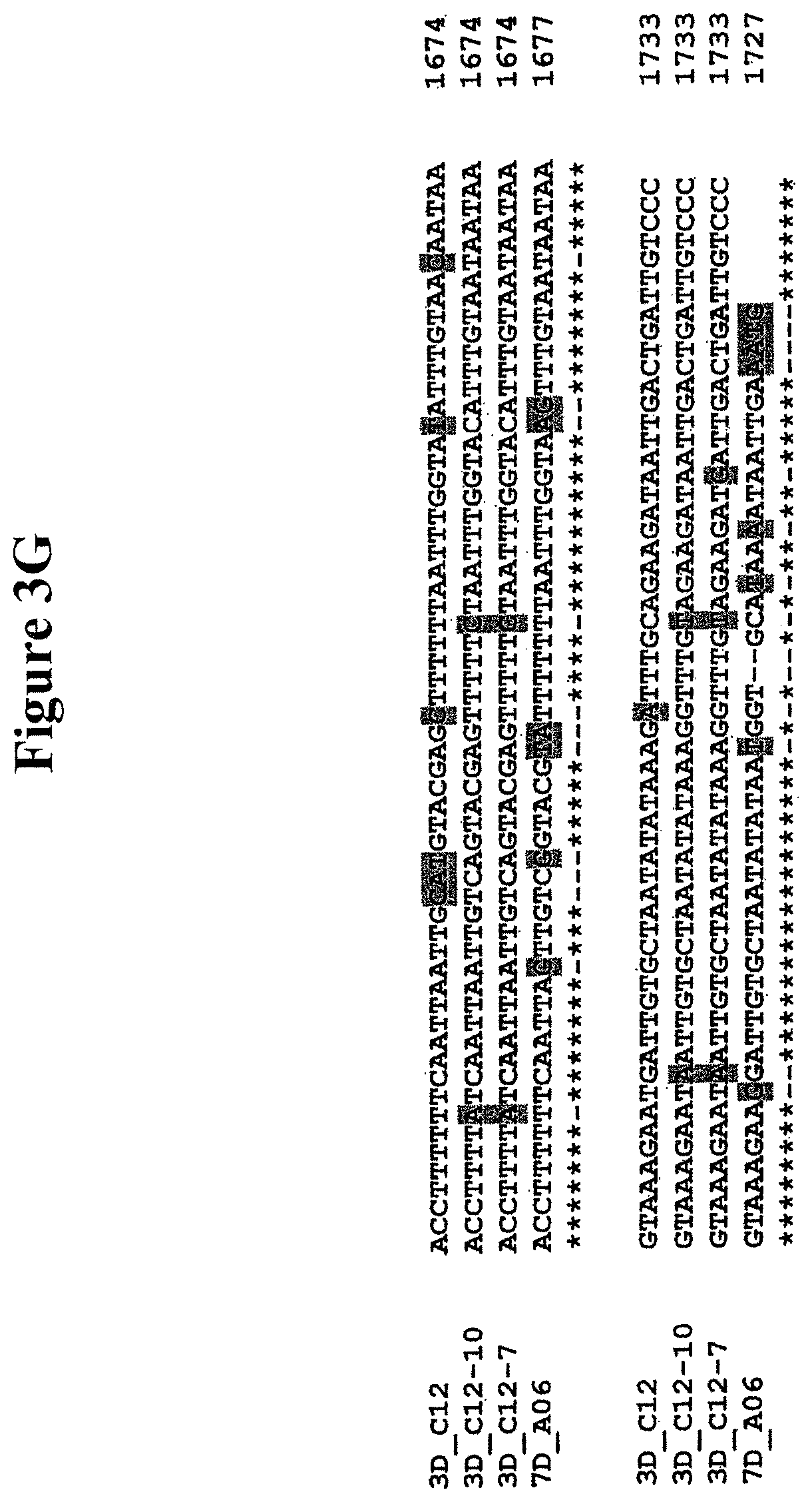 Patent US11778965 Figure 9 – Alteration of tobacco alkaloid content through modification of specific cytochrome P450 genes