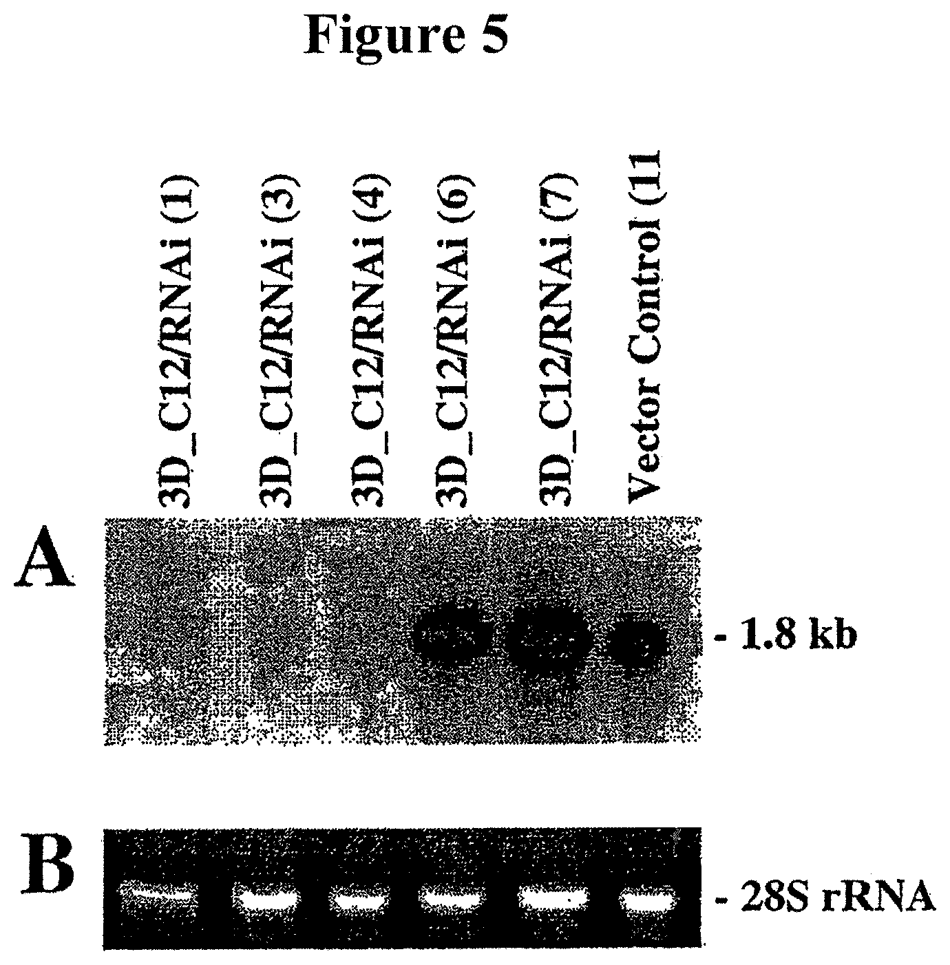 Patent US11778965 Figure 11 – Alteration of tobacco alkaloid content through modification of specific cytochrome P450 genes