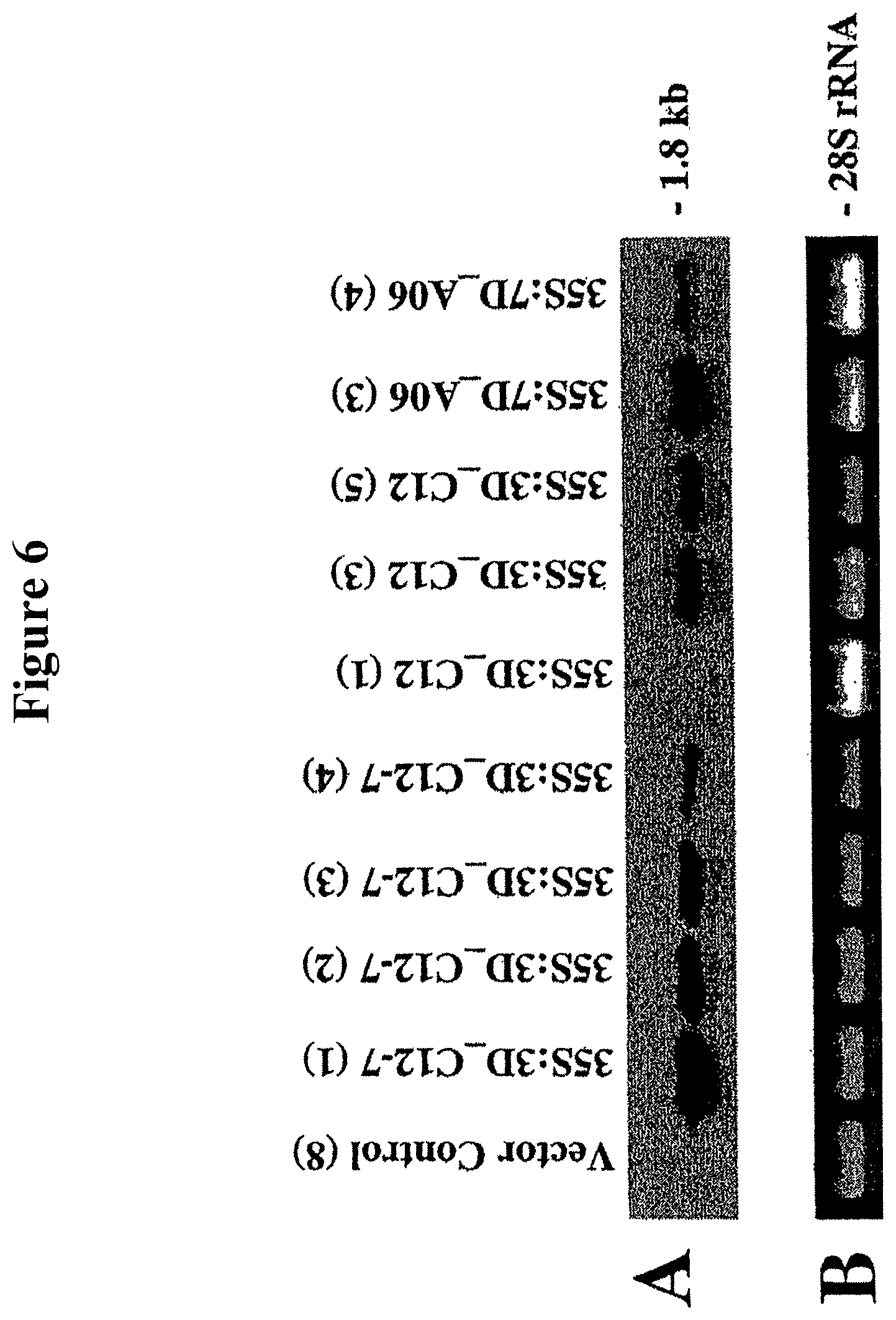 Patent US11778965 Figure 12 – Alteration of tobacco alkaloid content through modification of specific cytochrome P450 genes
