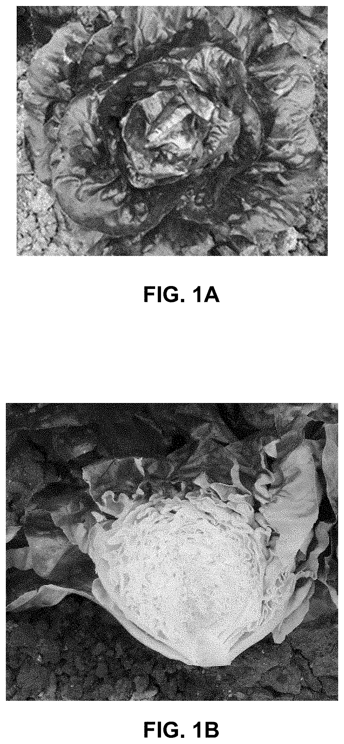 Patent US11778966 Figure 1 – Lettuce variety ‘Marciano’
