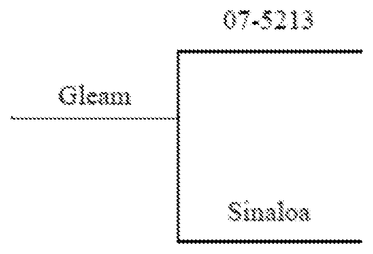 Patent US11778975 Figure 1 – Edible bean line <14451> (LUMEN)
