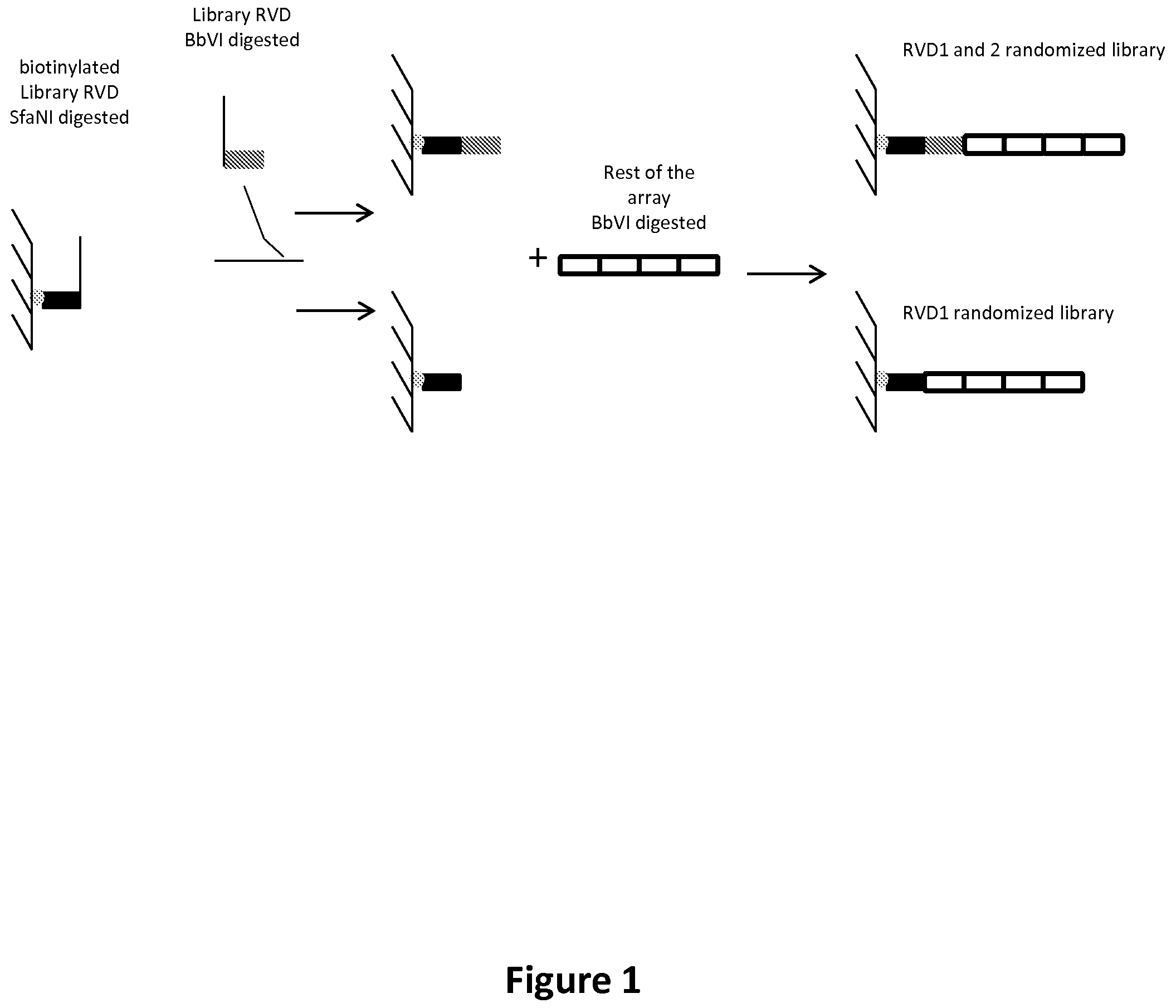 Patent US11778993 Figure 1 – Repeat variable diresidues for targeting nucleotides