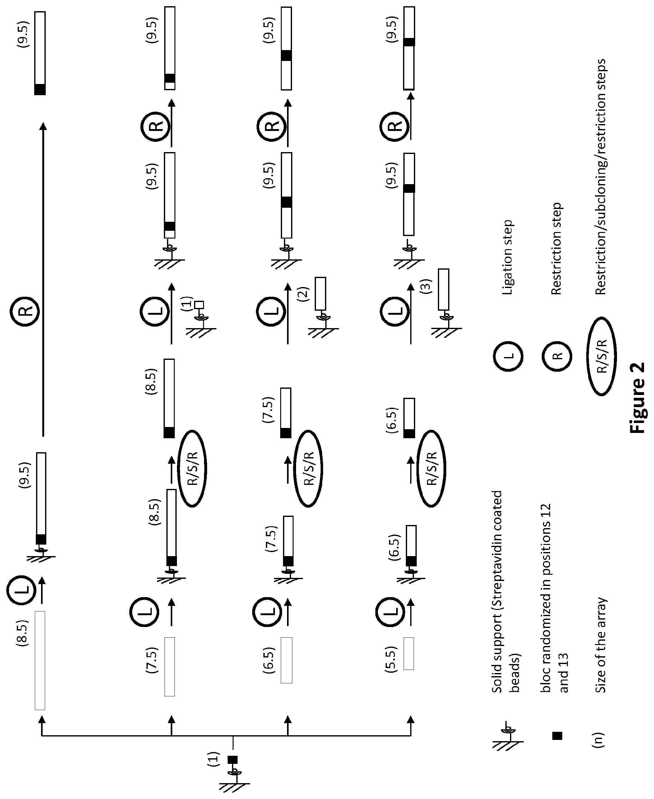 Patent US11778993 Figure 2 – Repeat variable diresidues for targeting nucleotides