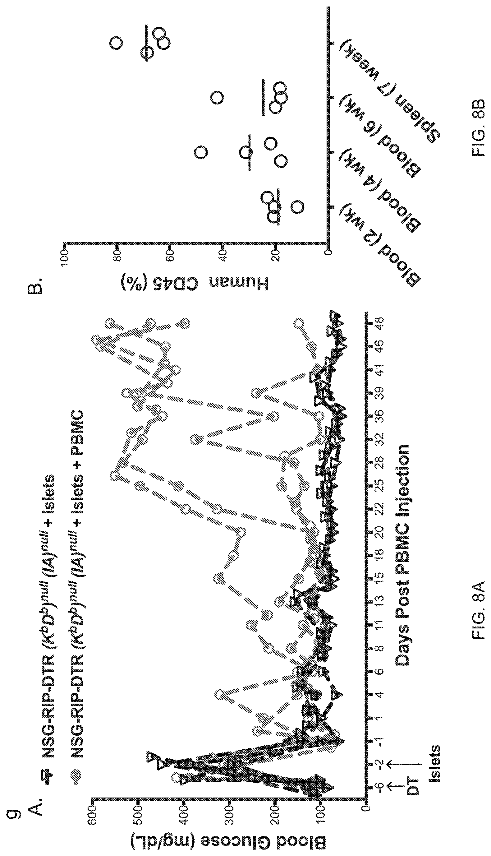 Patent US11778994 Figure 18 – NSG mice lacking MHC class I and class II