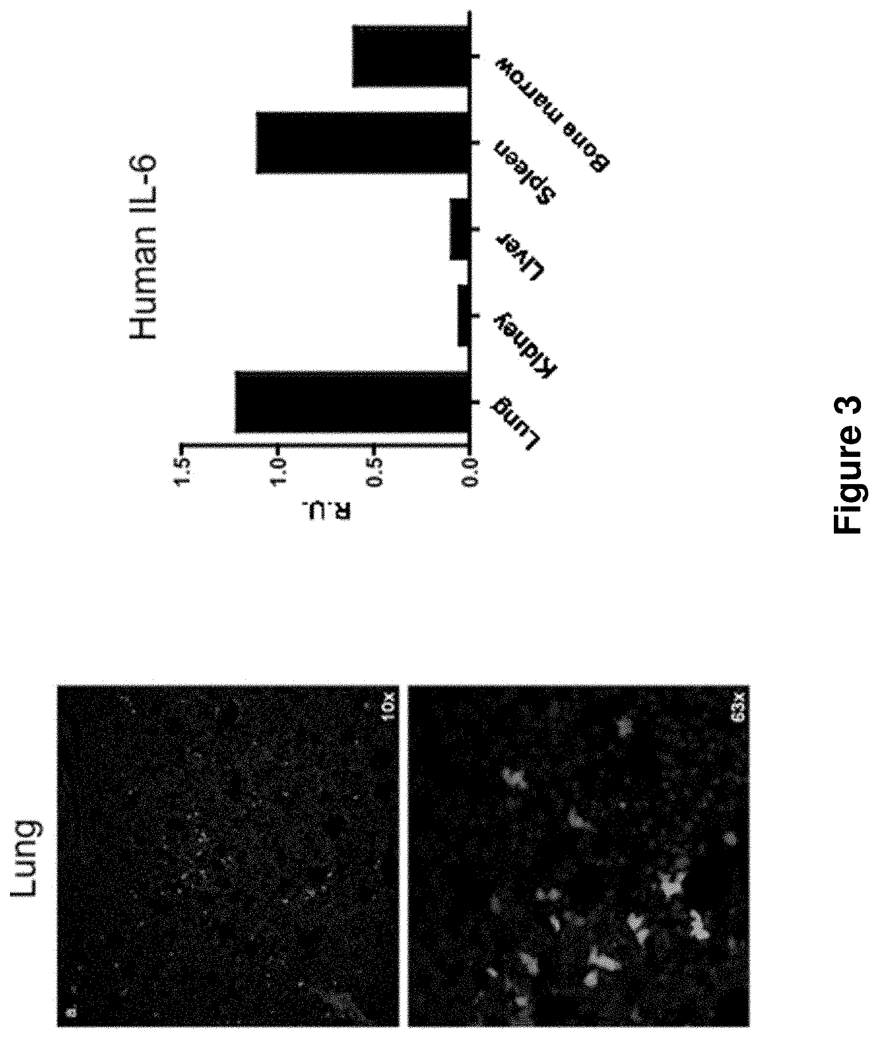 Patent US11778995 Figure 3 – Genetically modified non-human animals and methods of use thereof