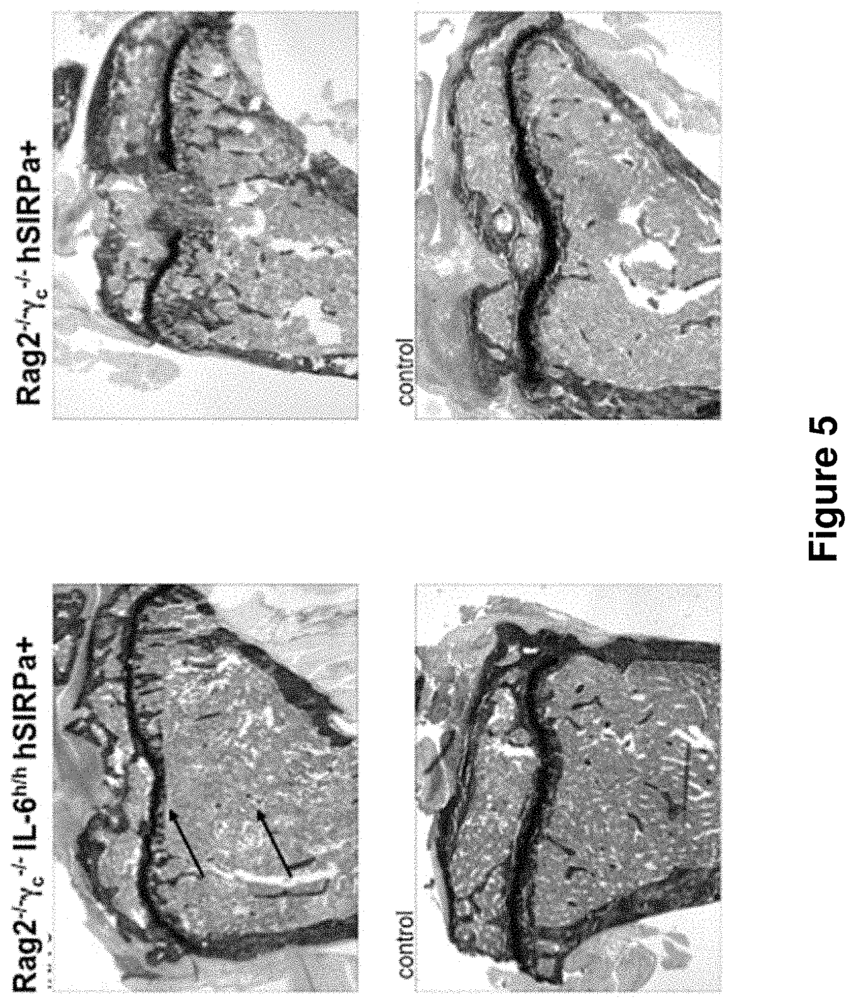 Patent US11778995 Figure 5 – Genetically modified non-human animals and methods of use thereof