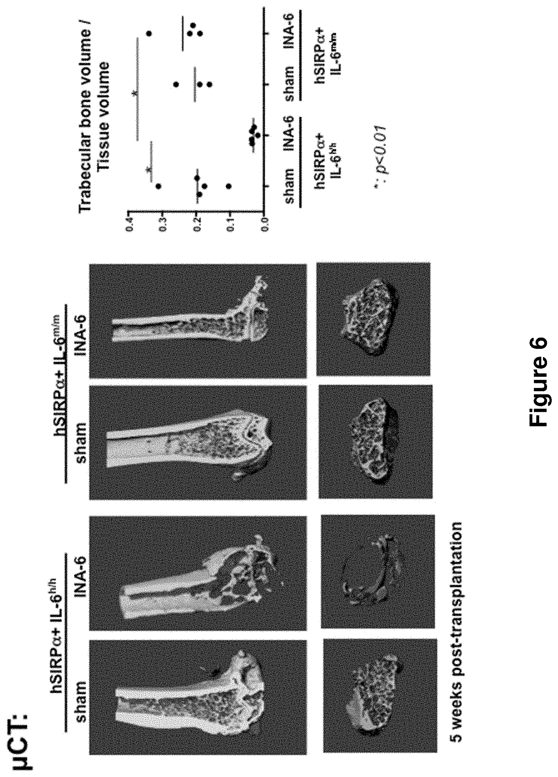 Patent US11778995 Figure 6 – Genetically modified non-human animals and methods of use thereof