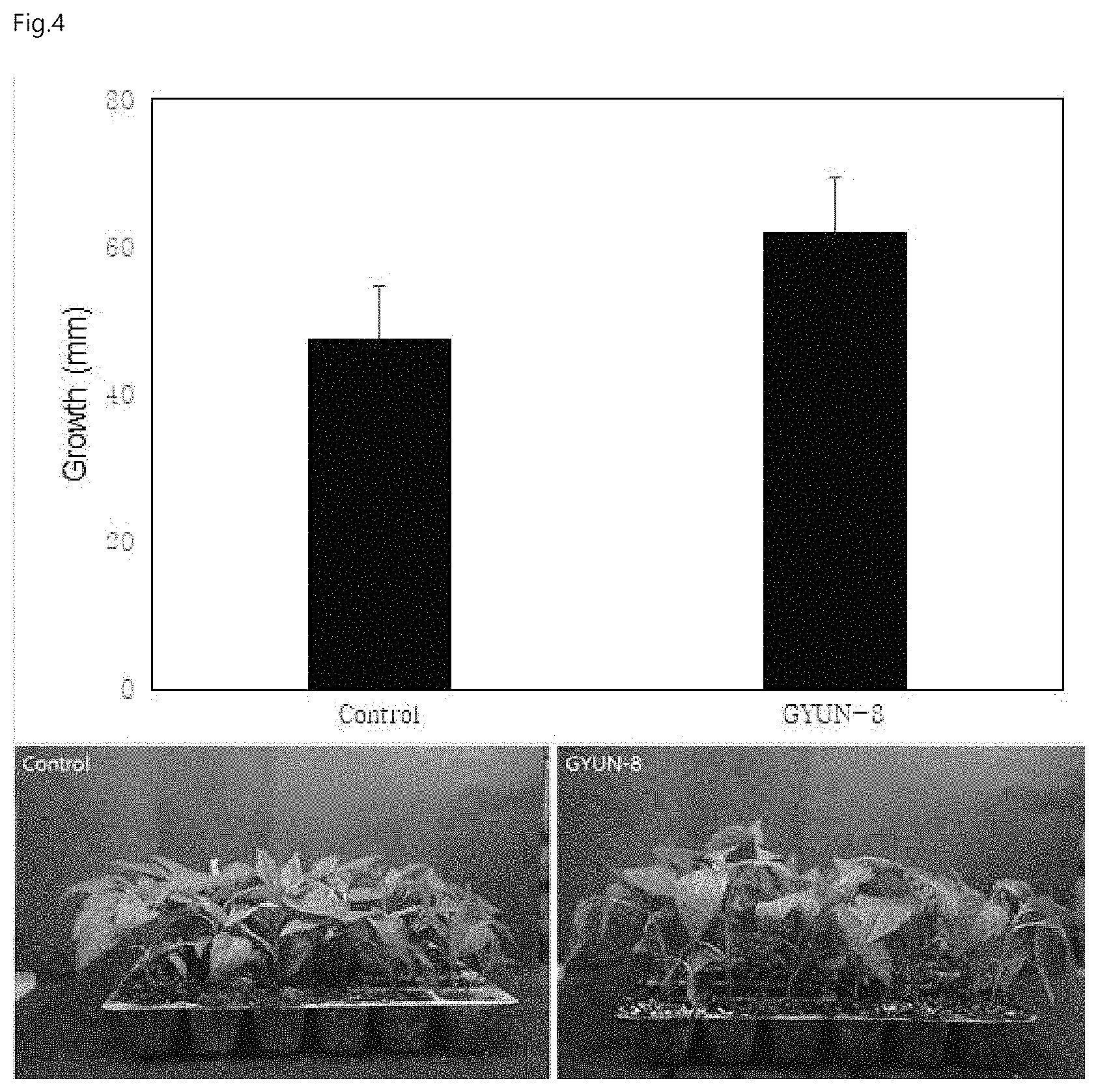 Patent US11779021 Figure 3 – Strain Serratia plymuthica gyun-8 and use thereof