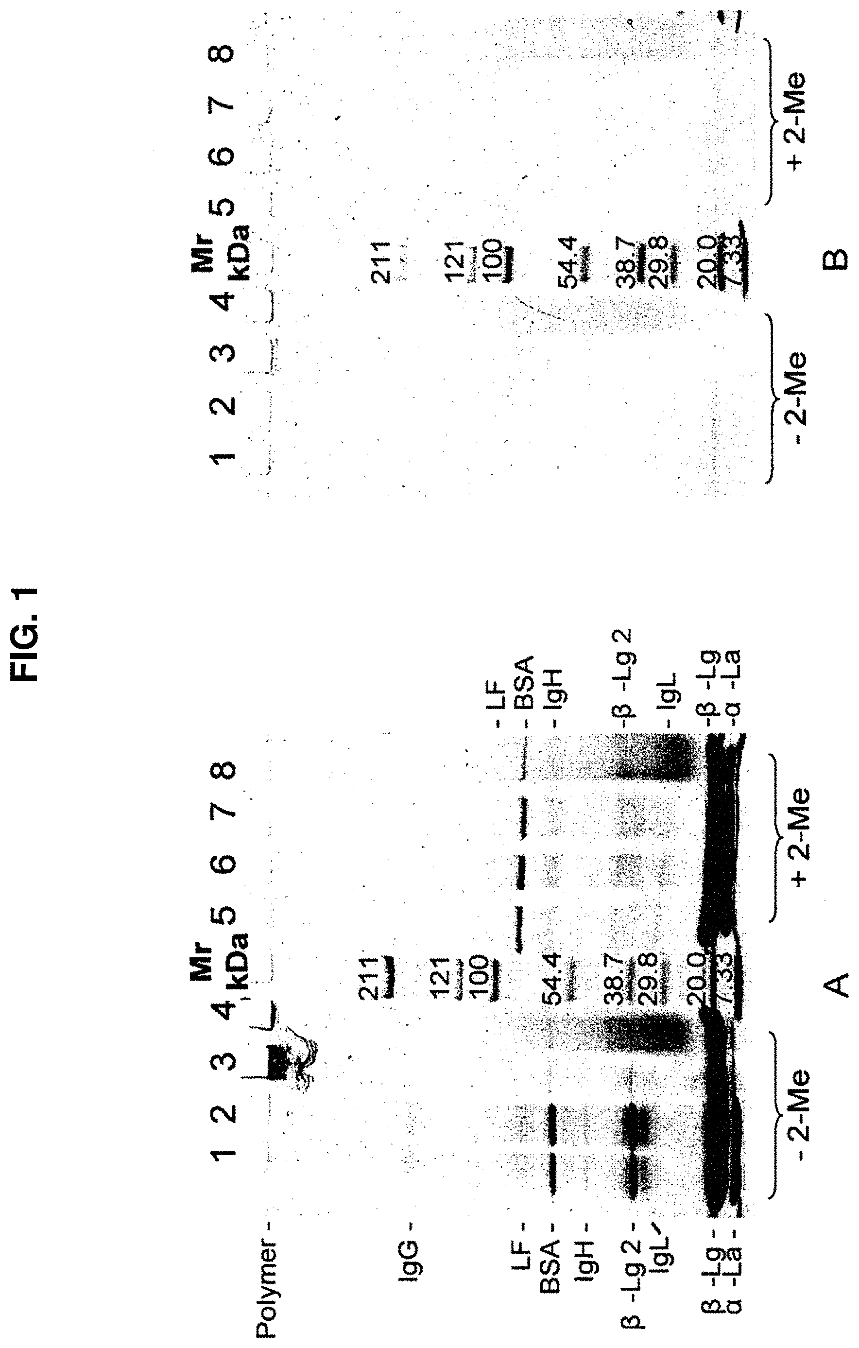 Patent US11779040 Figure 1 – Production of protein-polysaccharide conjugates