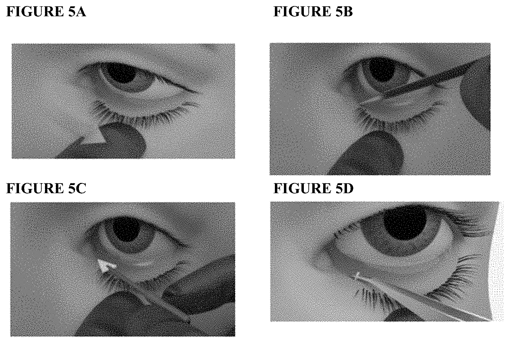Patent US11779536 Figure 14 – Sustained release biodegradable intracanalicular inserts comprising a hydrogel and cyclosporine