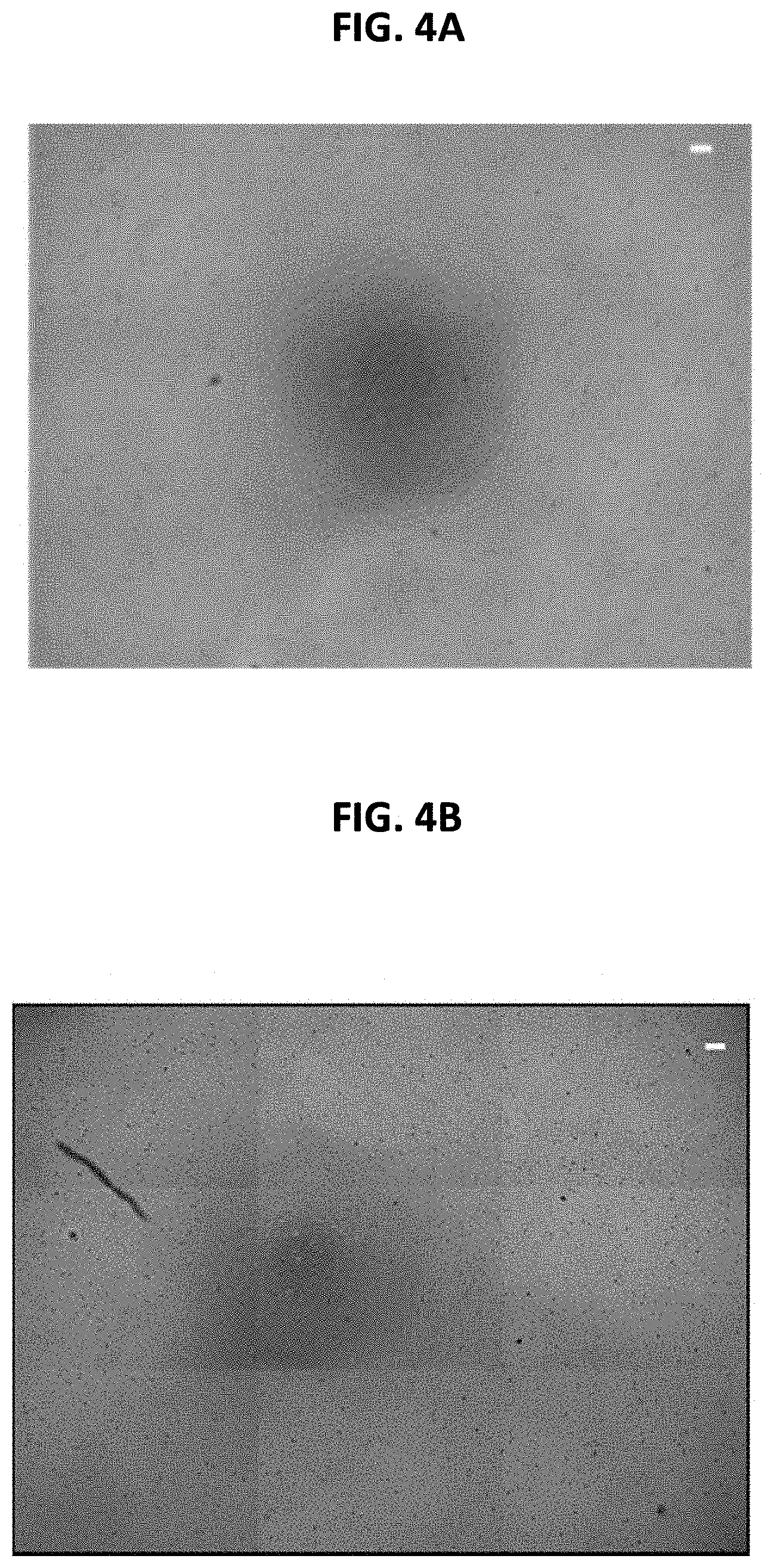 Patent US11779542 Figure 3 – Mineral coated microparticles for co-delivery of anti-inflammatory molecules with nucleic acids to improve gene delivery outcomes