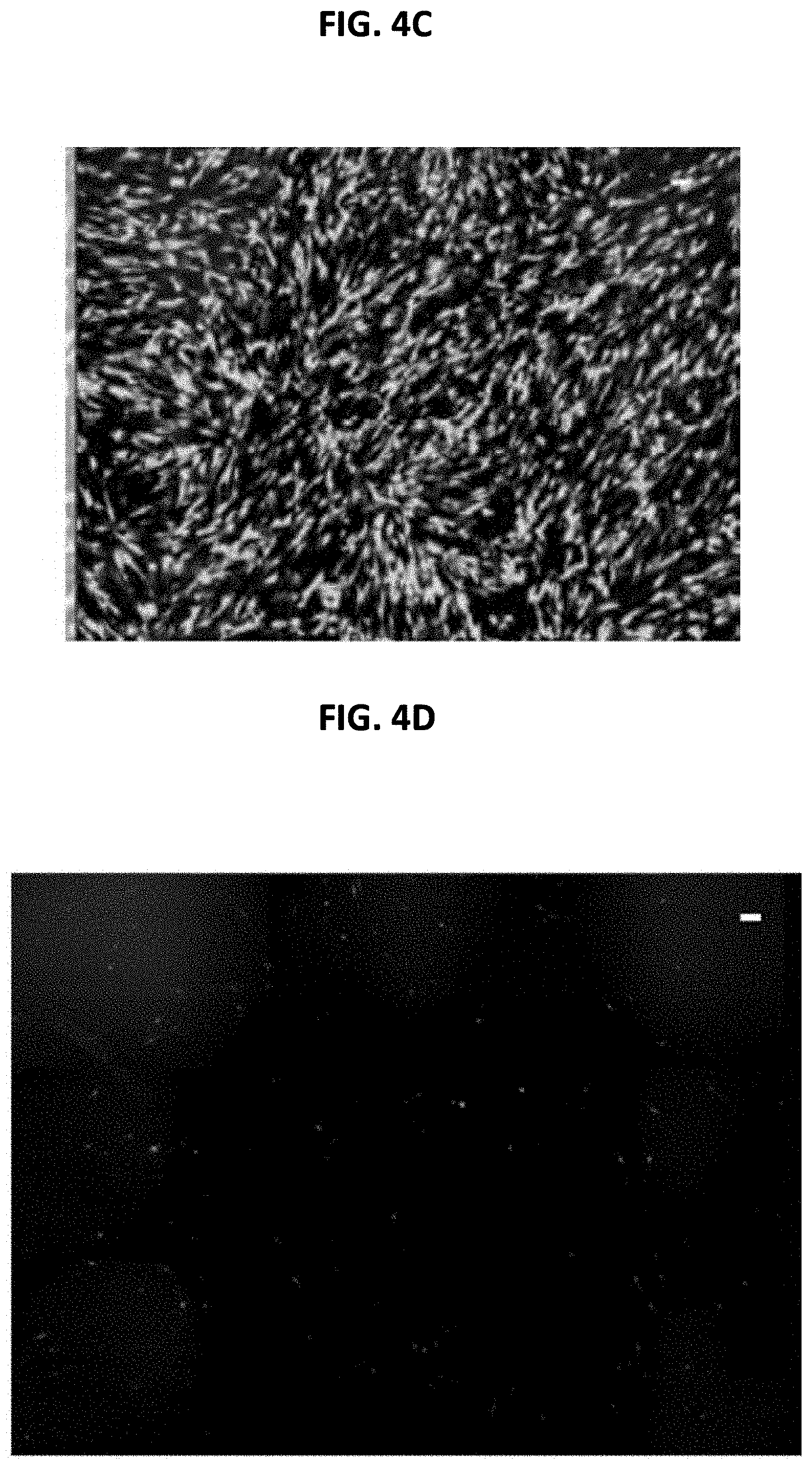 Patent US11779542 Figure 4 – Mineral coated microparticles for co-delivery of anti-inflammatory molecules with nucleic acids to improve gene delivery outcomes