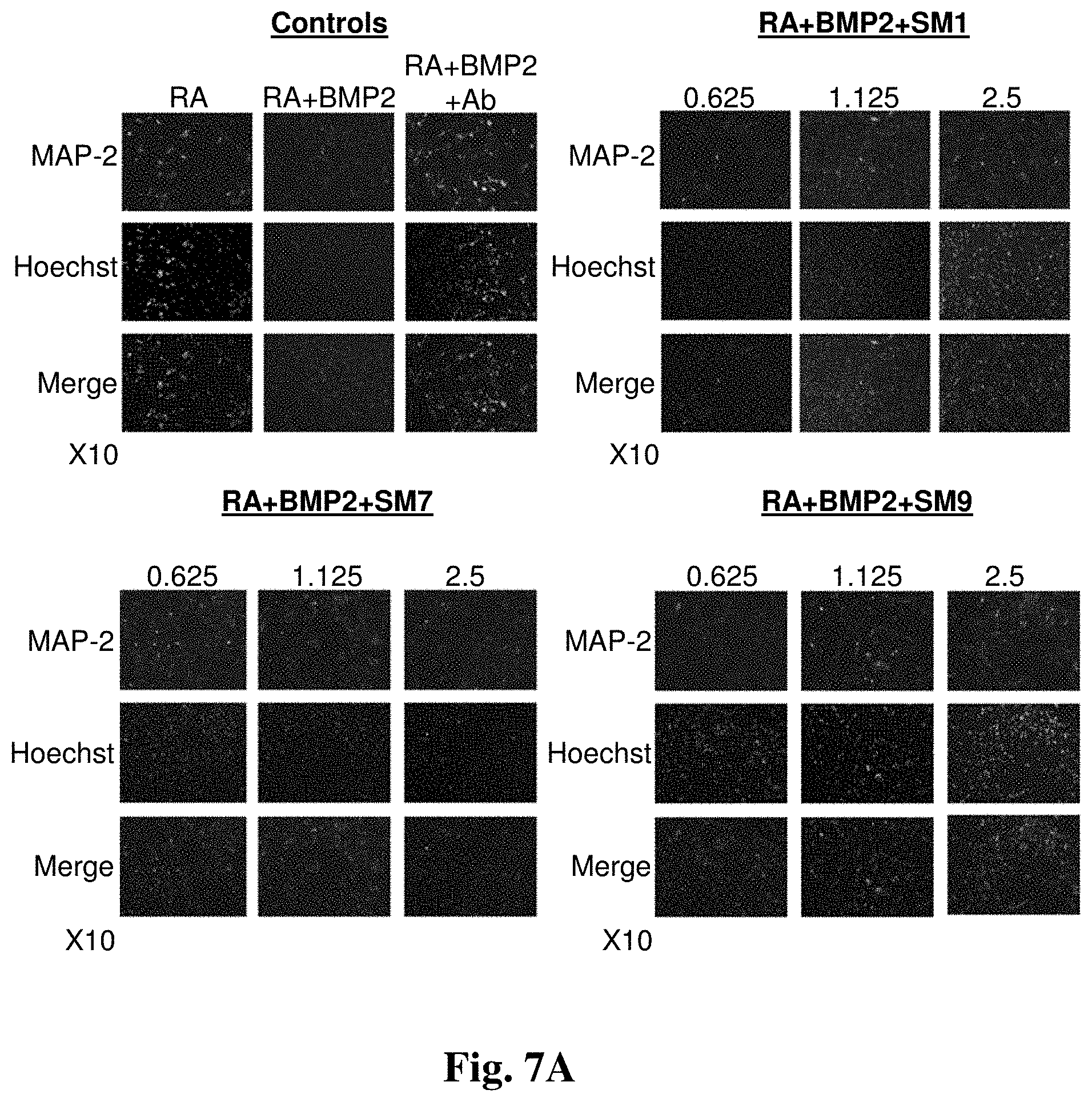 Patent US11779565 Figure 7 – Small organic molecules for use in the treatment of neuroinflammatory disorders