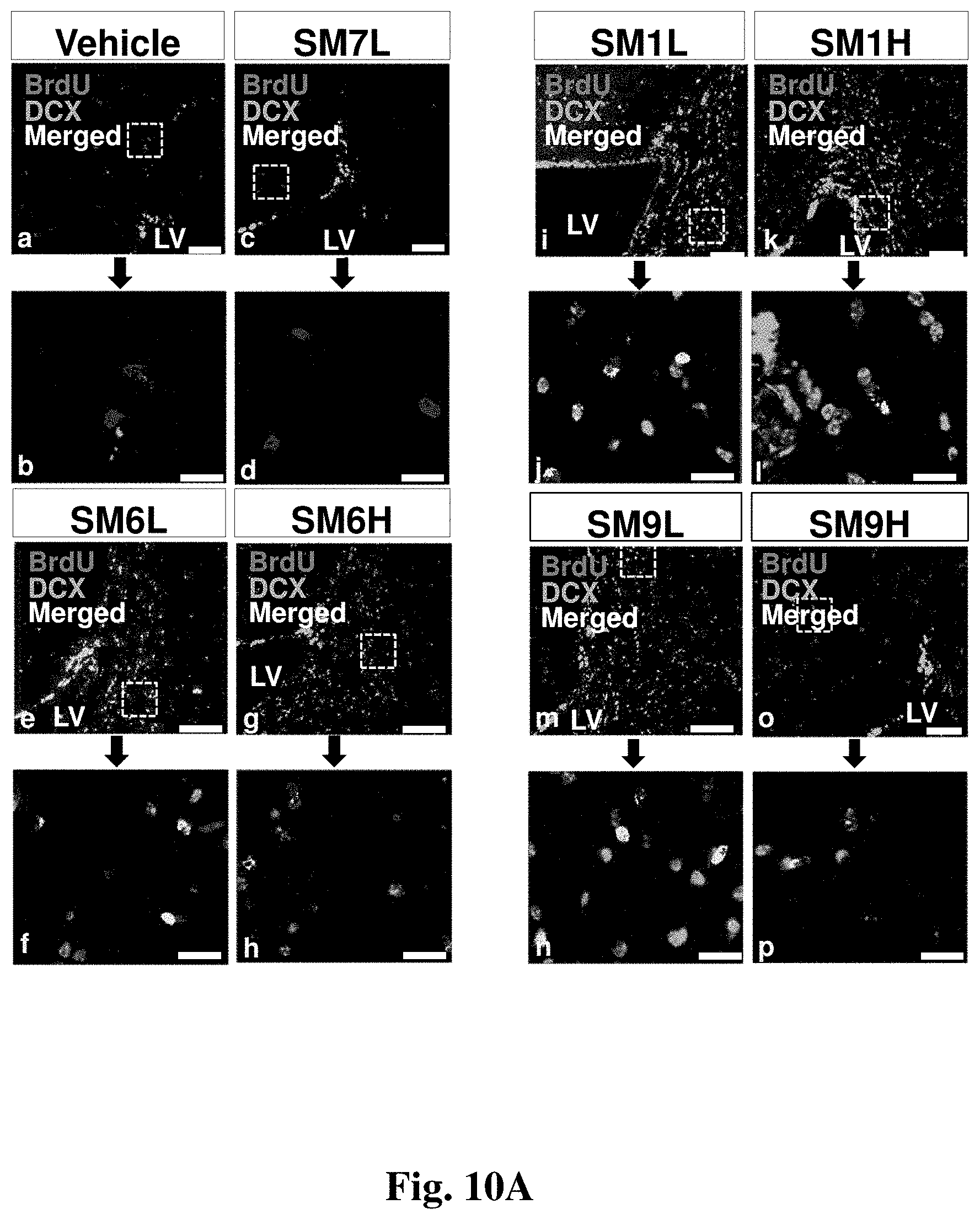 Patent US11779565 Figure 11 – Small organic molecules for use in the treatment of neuroinflammatory disorders