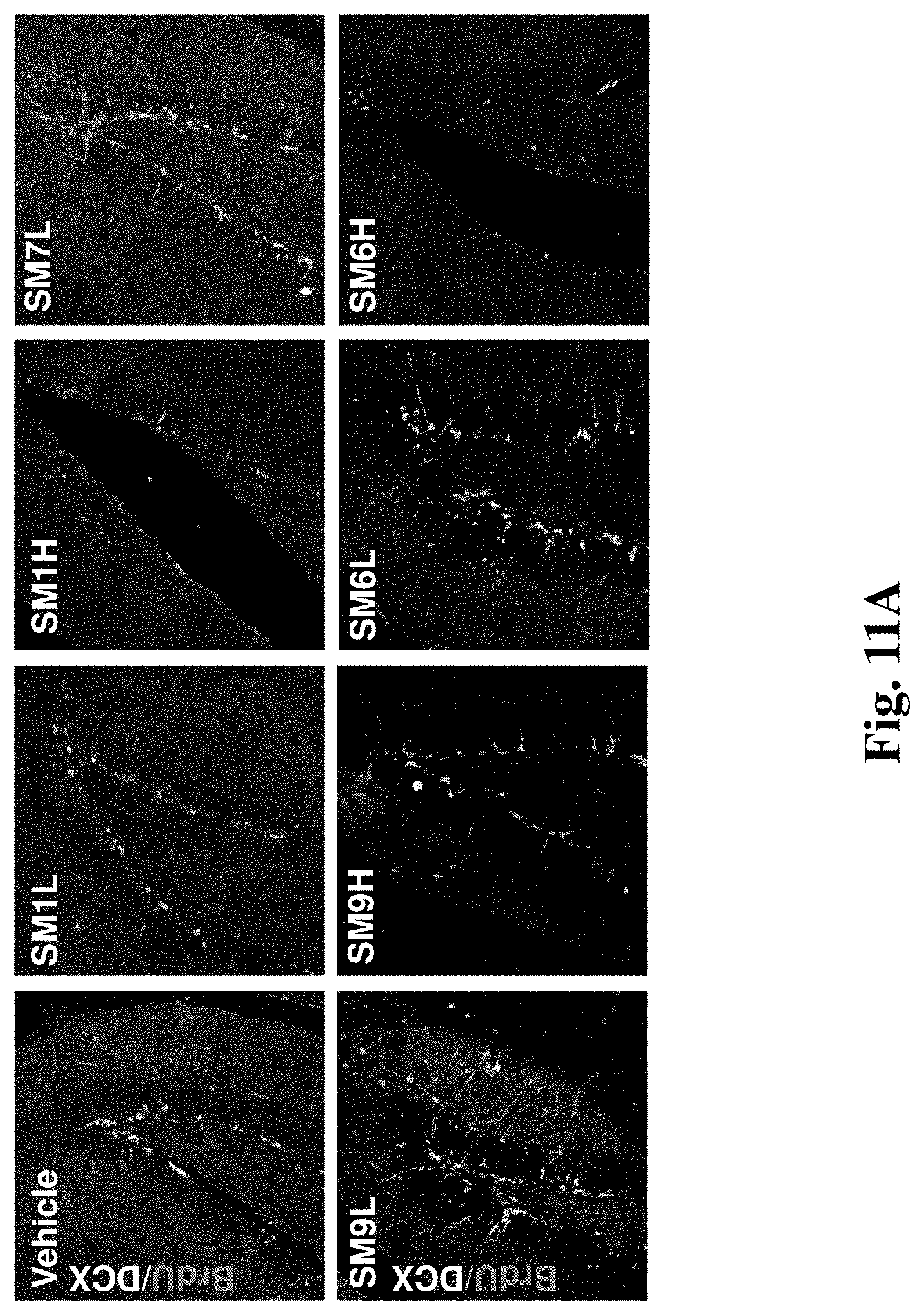 Patent US11779565 Figure 13 – Small organic molecules for use in the treatment of neuroinflammatory disorders