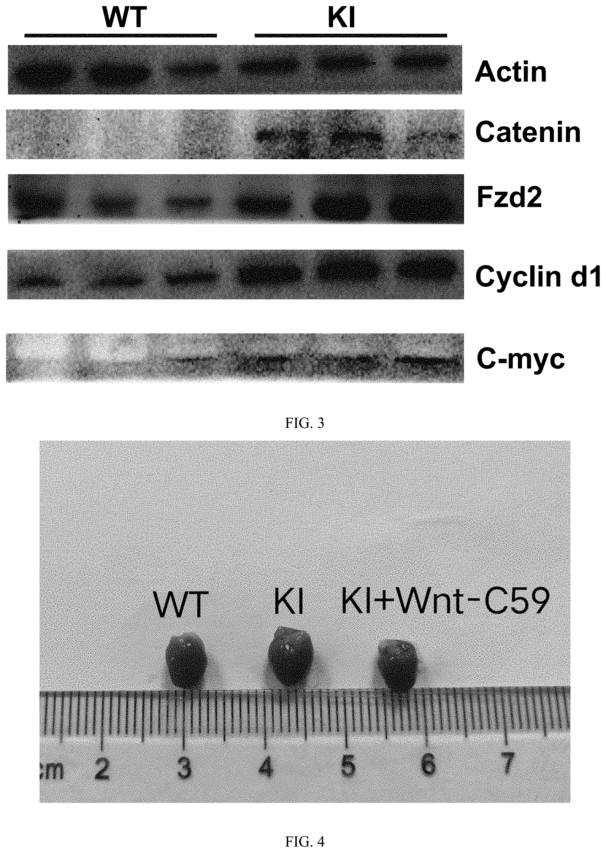 Patent US11779575 Figure 2 – Use of Wnt inhibitor Wnt-C59 in preparation of drug for treating SCN5A mutation-induced dilated cardiomyopathy