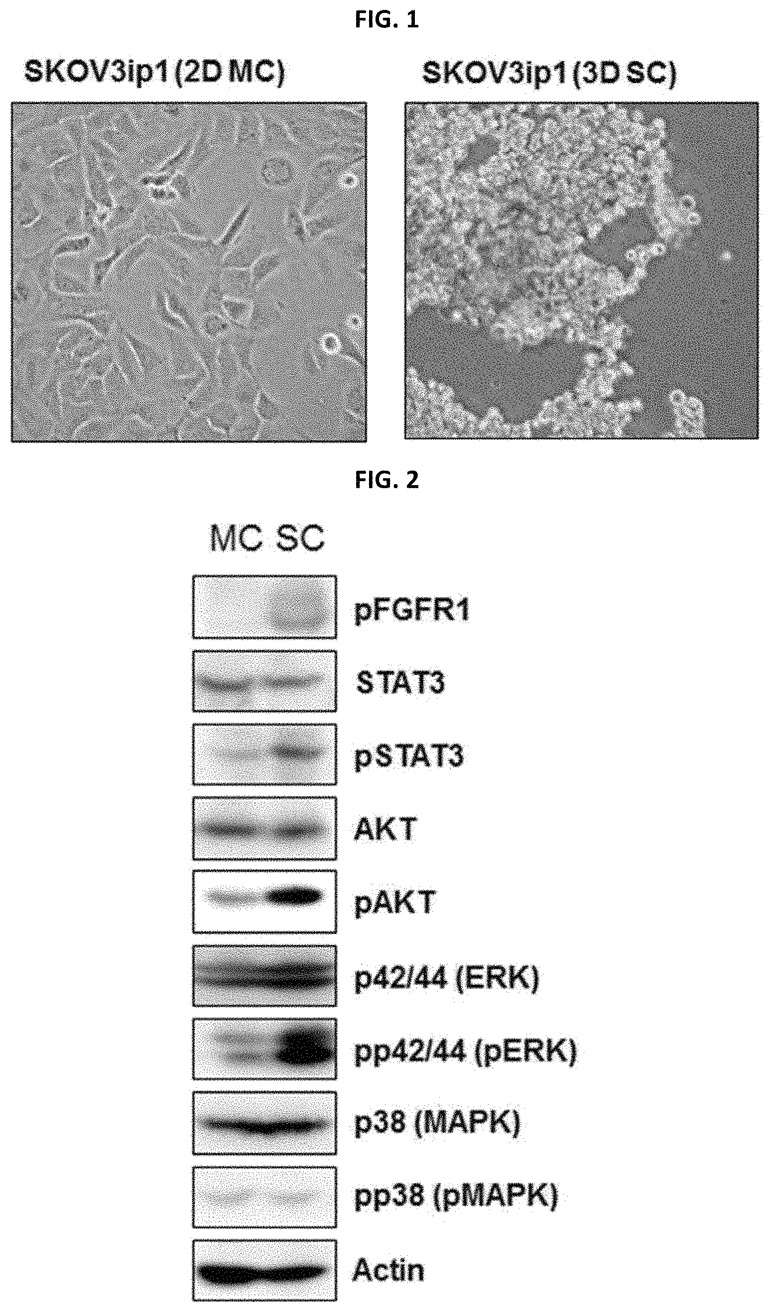 Patent US11779582 Figure 1 – Composition for preventing or treating metastatic ovarian cancer, endometrial cancer or breast cancer