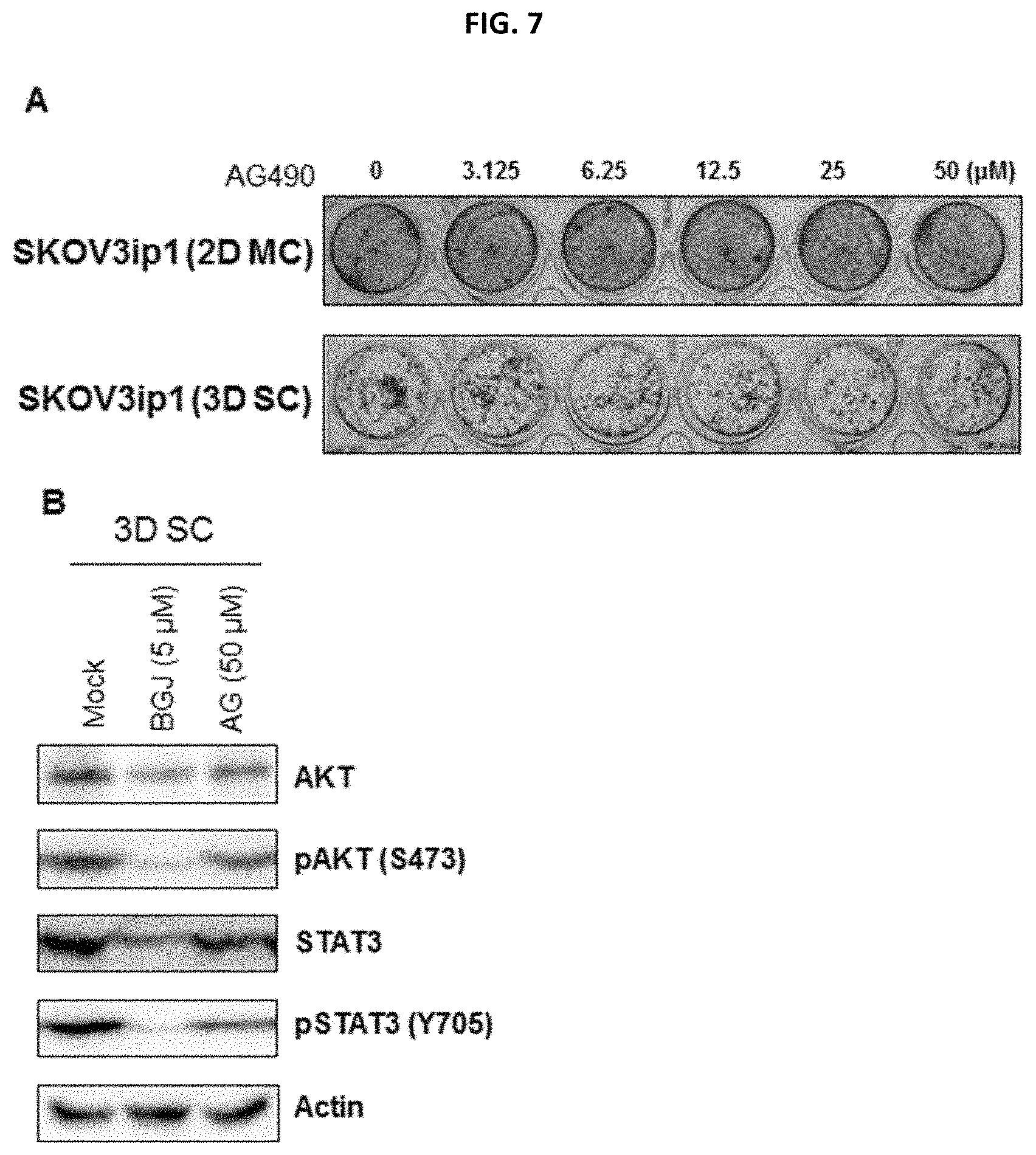 Patent US11779582 Figure 6 – Composition for preventing or treating metastatic ovarian cancer, endometrial cancer or breast cancer