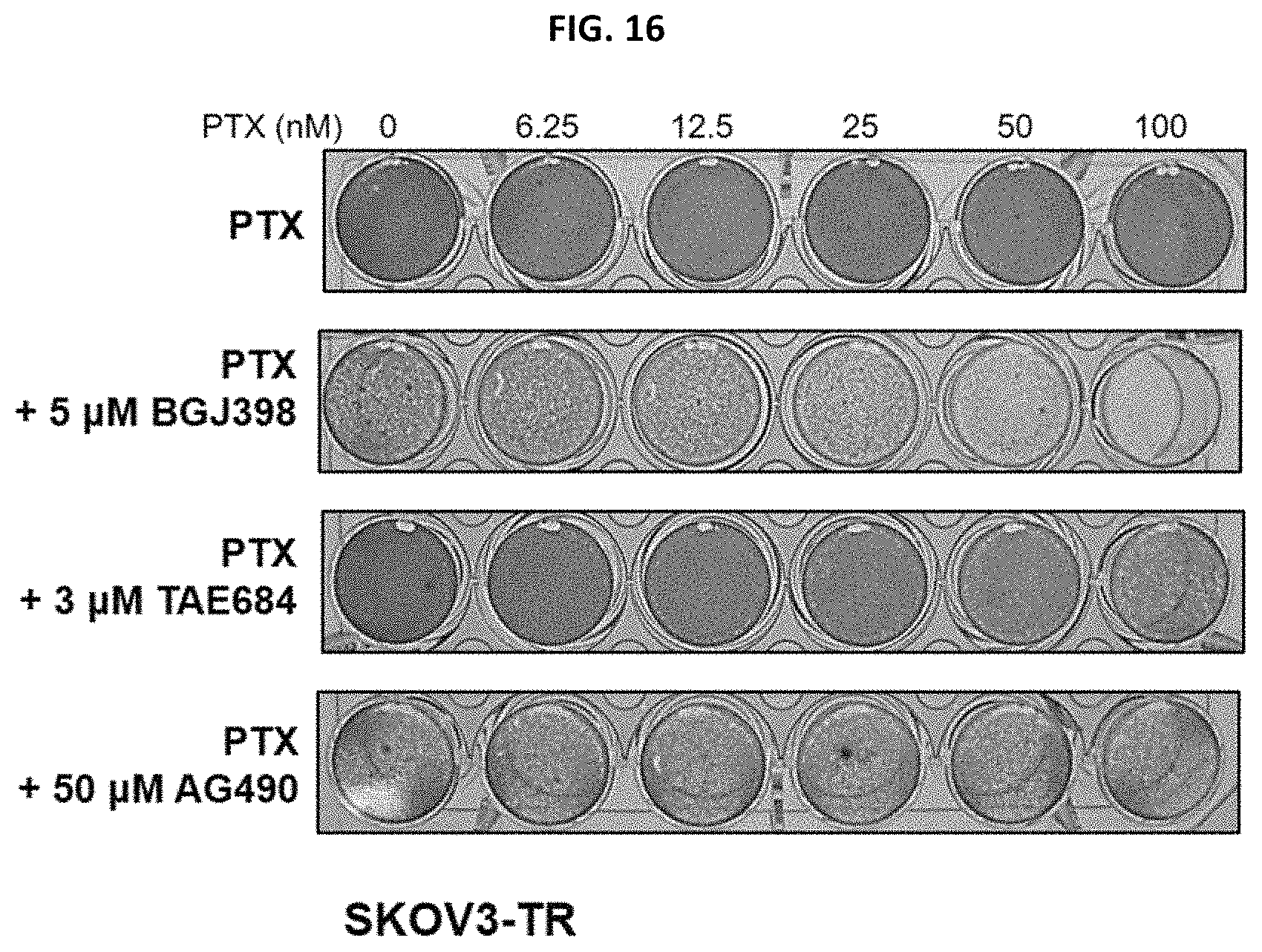 Patent US11779582 Figure 12 – Composition for preventing or treating metastatic ovarian cancer, endometrial cancer or breast cancer