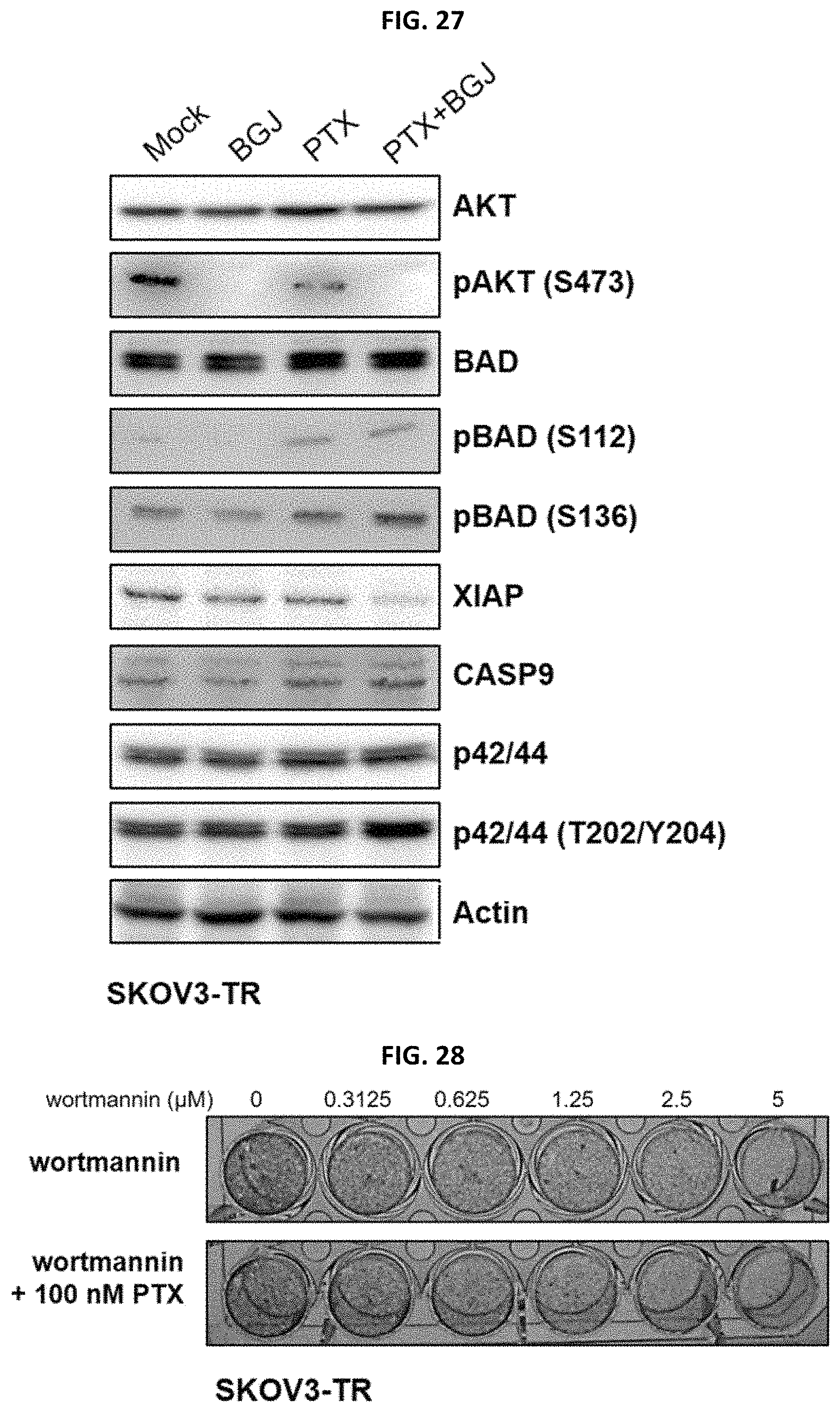Patent US11779582 Figure 19 – Composition for preventing or treating metastatic ovarian cancer, endometrial cancer or breast cancer