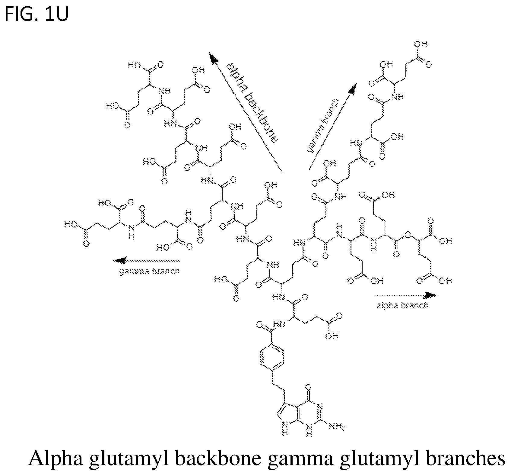 Patent US11779584 Figure 6 – Alpha polyglutamated pemetrexed and uses thereof
