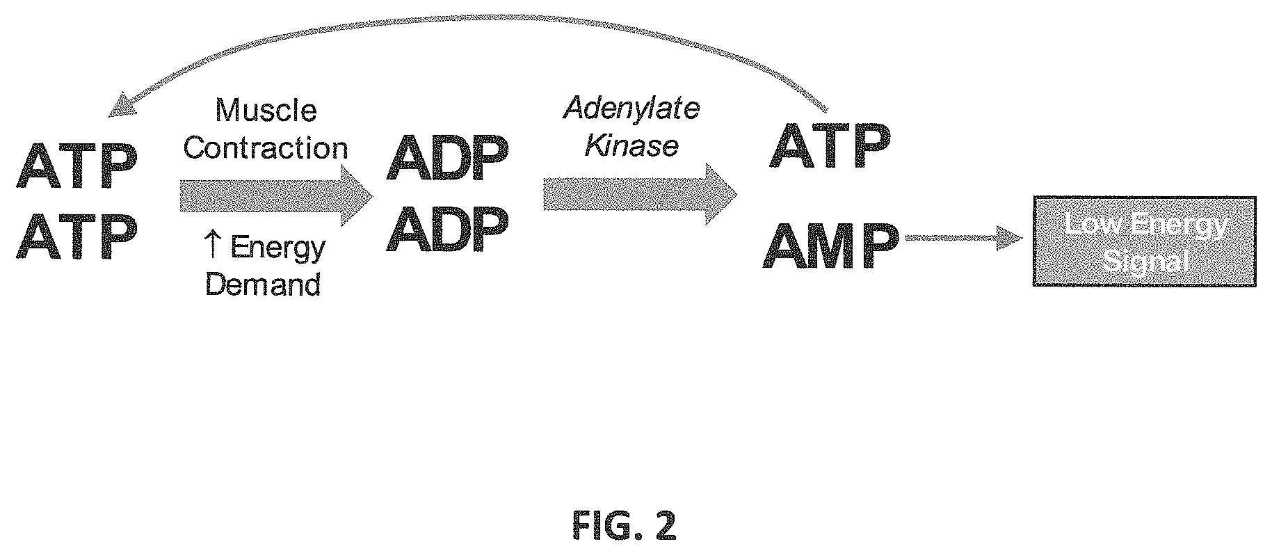 Patent US11779590 Figure 2 – AMP-activated protein kinase activating compounds and uses thereof