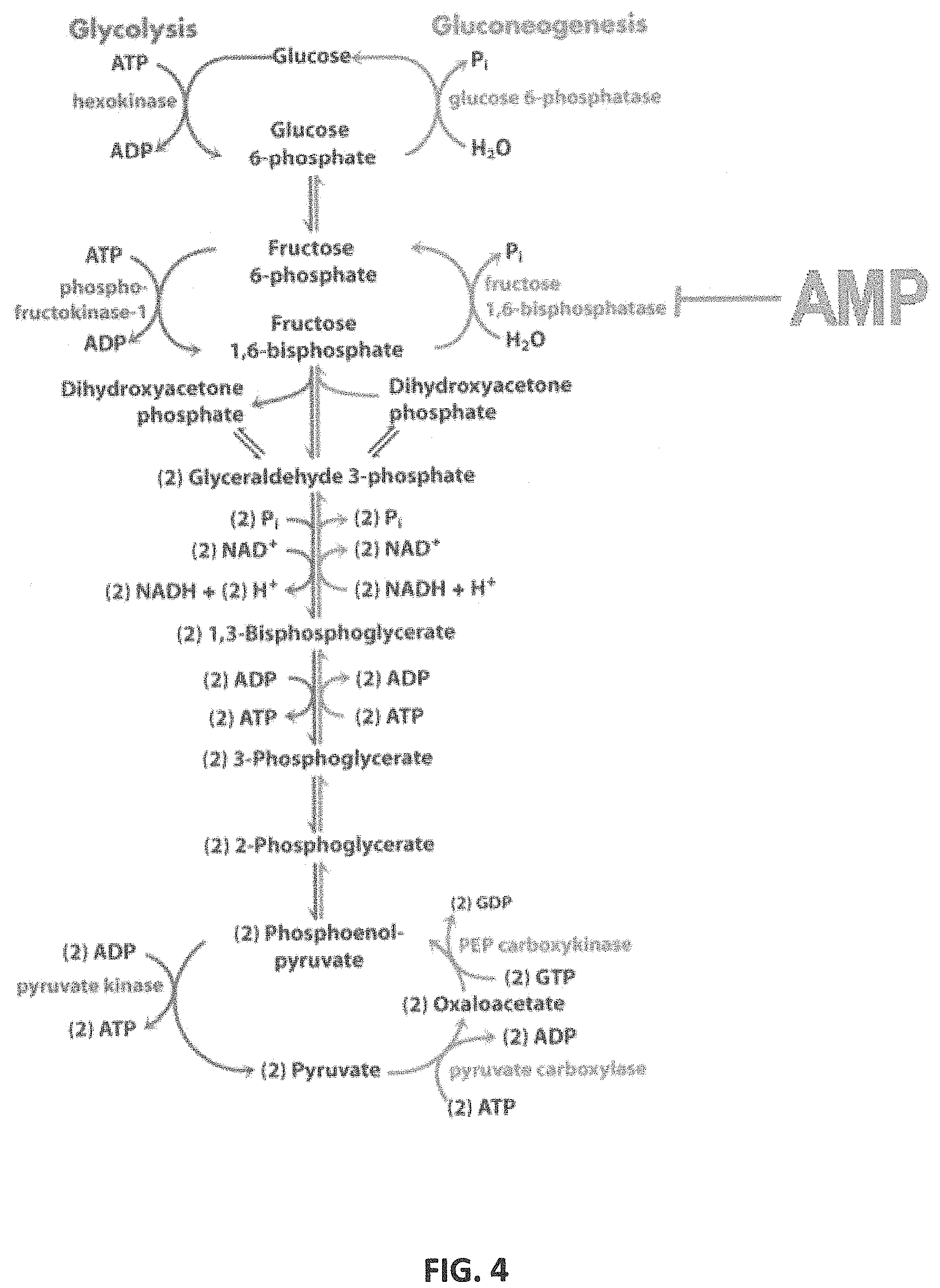 Patent US11779590 Figure 4 – AMP-activated protein kinase activating compounds and uses thereof