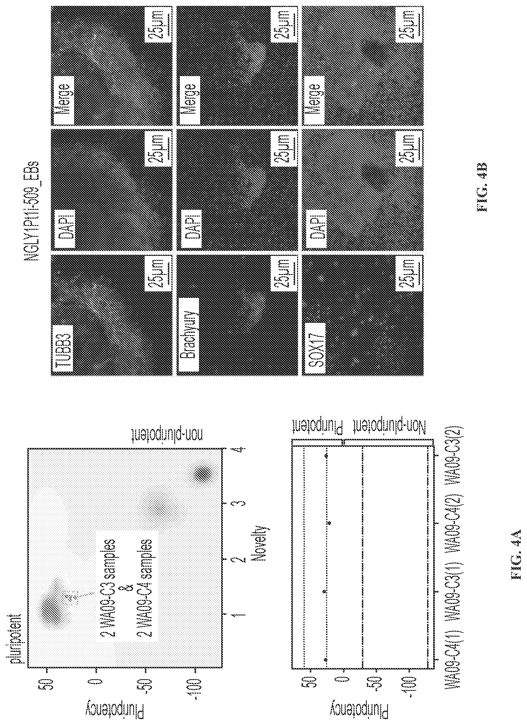 Patent US11779592 Figure 6 – Inhibition of NGLY1 for the treatment of cancer