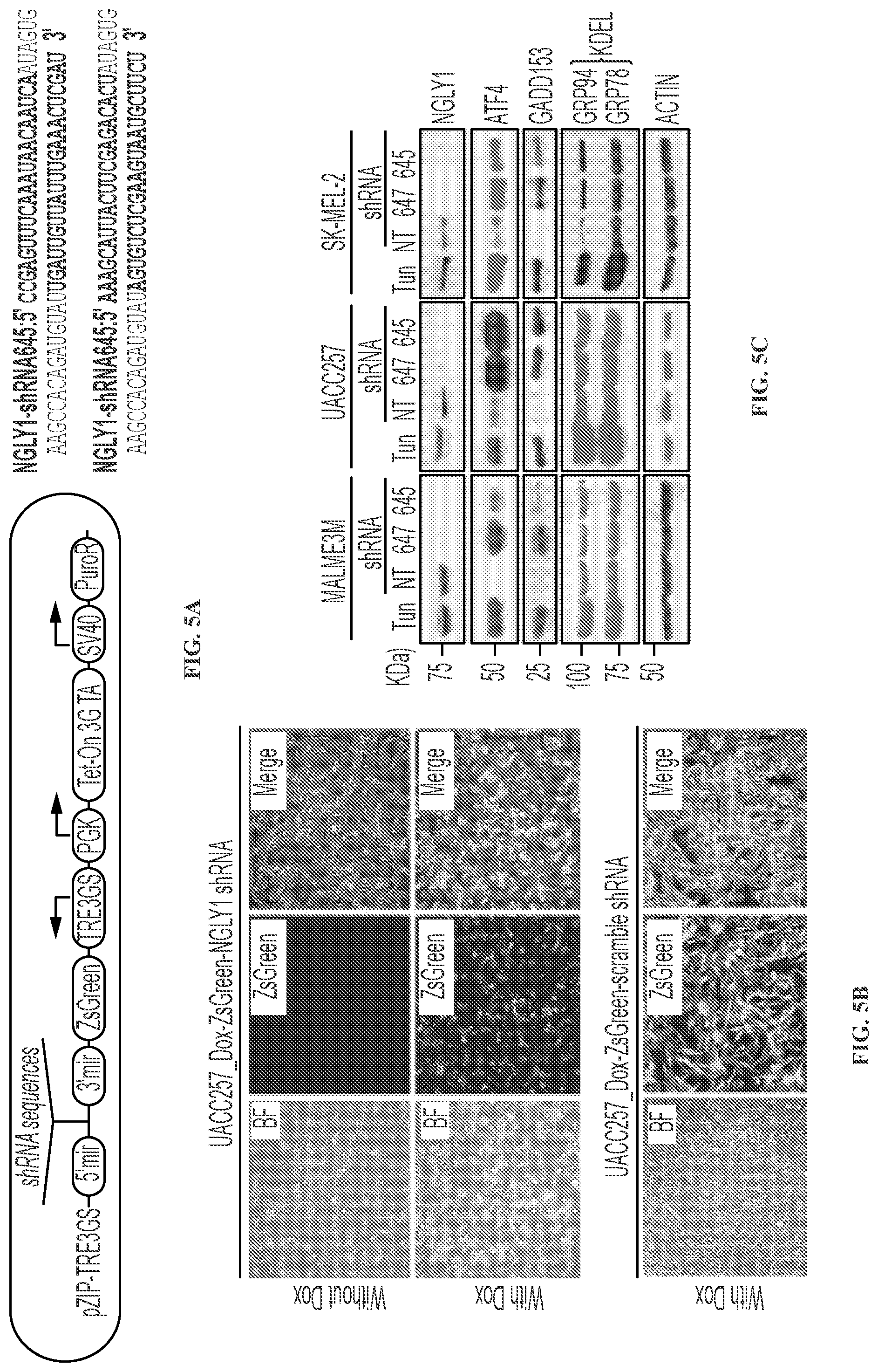 Patent US11779592 Figure 7 – Inhibition of NGLY1 for the treatment of cancer