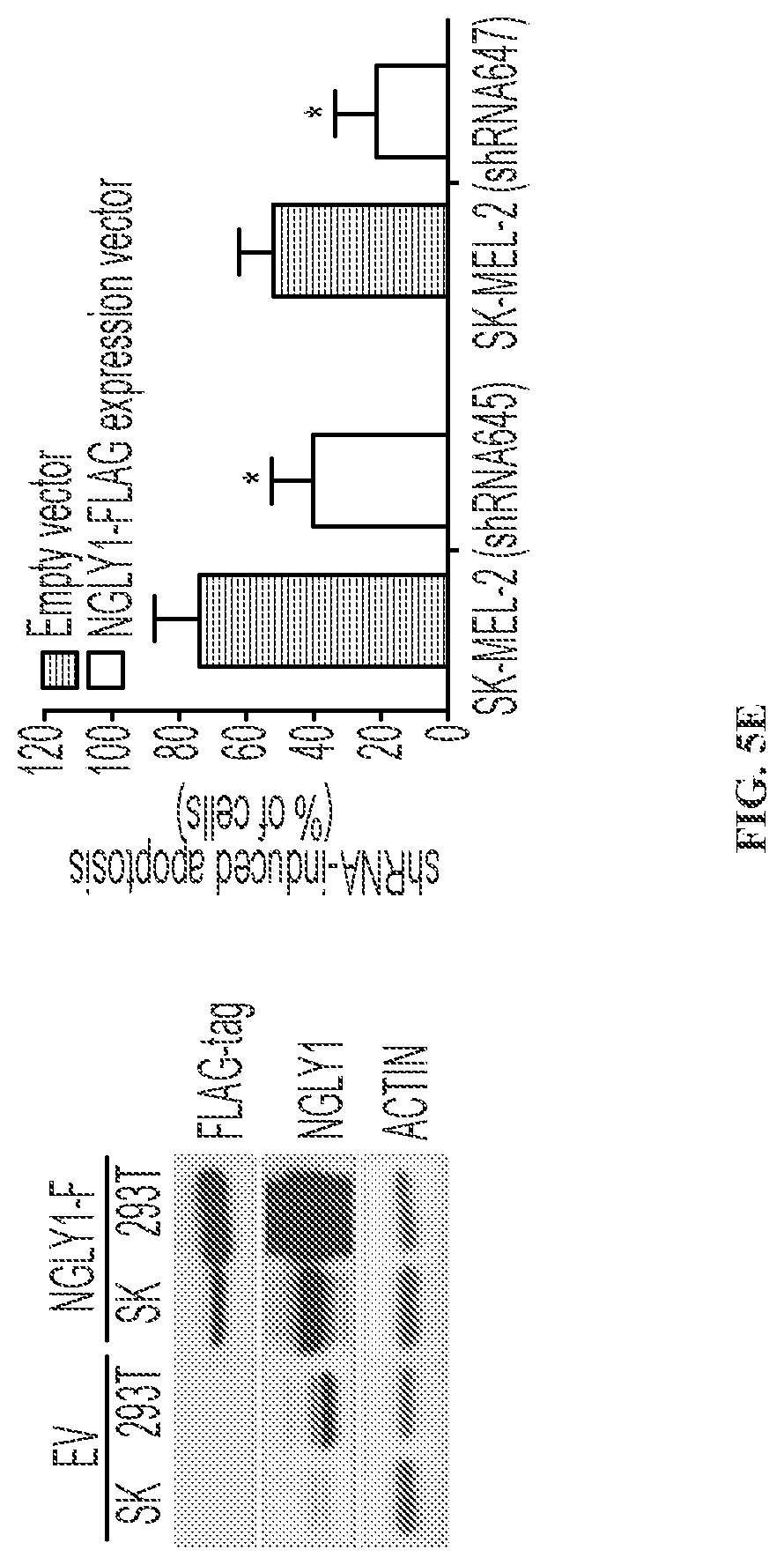 Patent US11779592 Figure 9 – Inhibition of NGLY1 for the treatment of cancer
