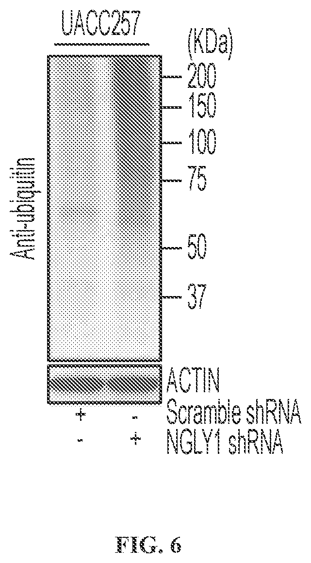 Patent US11779592 Figure 12 – Inhibition of NGLY1 for the treatment of cancer