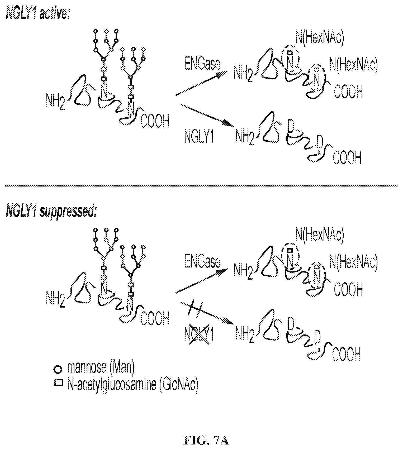 Patent US11779592 Figure 13 – Inhibition of NGLY1 for the treatment of cancer