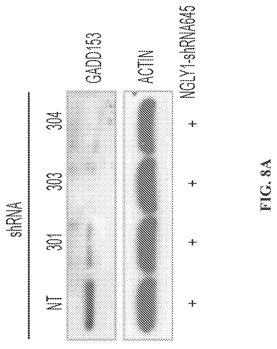 Patent US11779592 Figure 18 – Inhibition of NGLY1 for the treatment of cancer