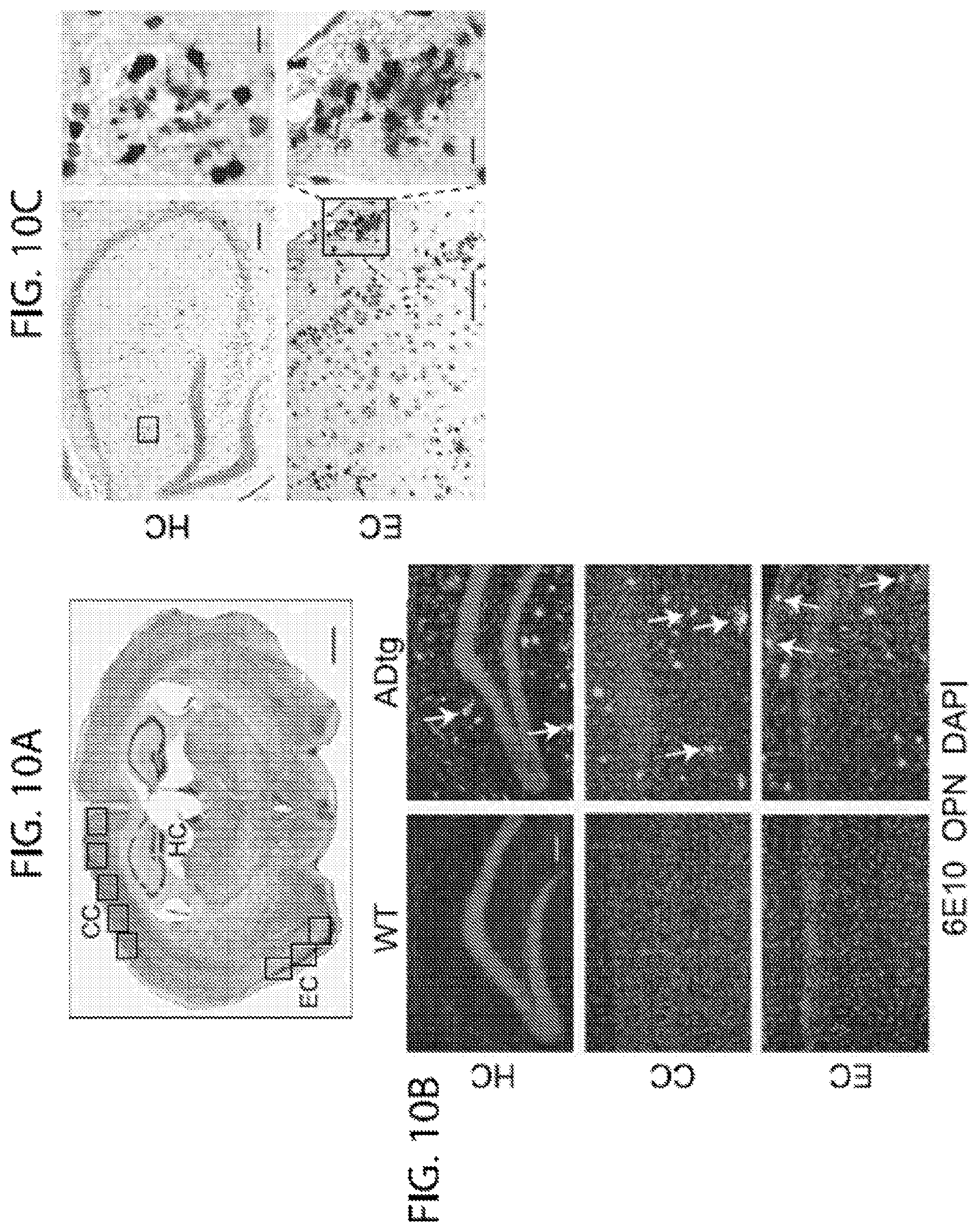 Patent US11779600 Figure 8 – Methods of treating or preventing alzheimer's disease and associated conditions