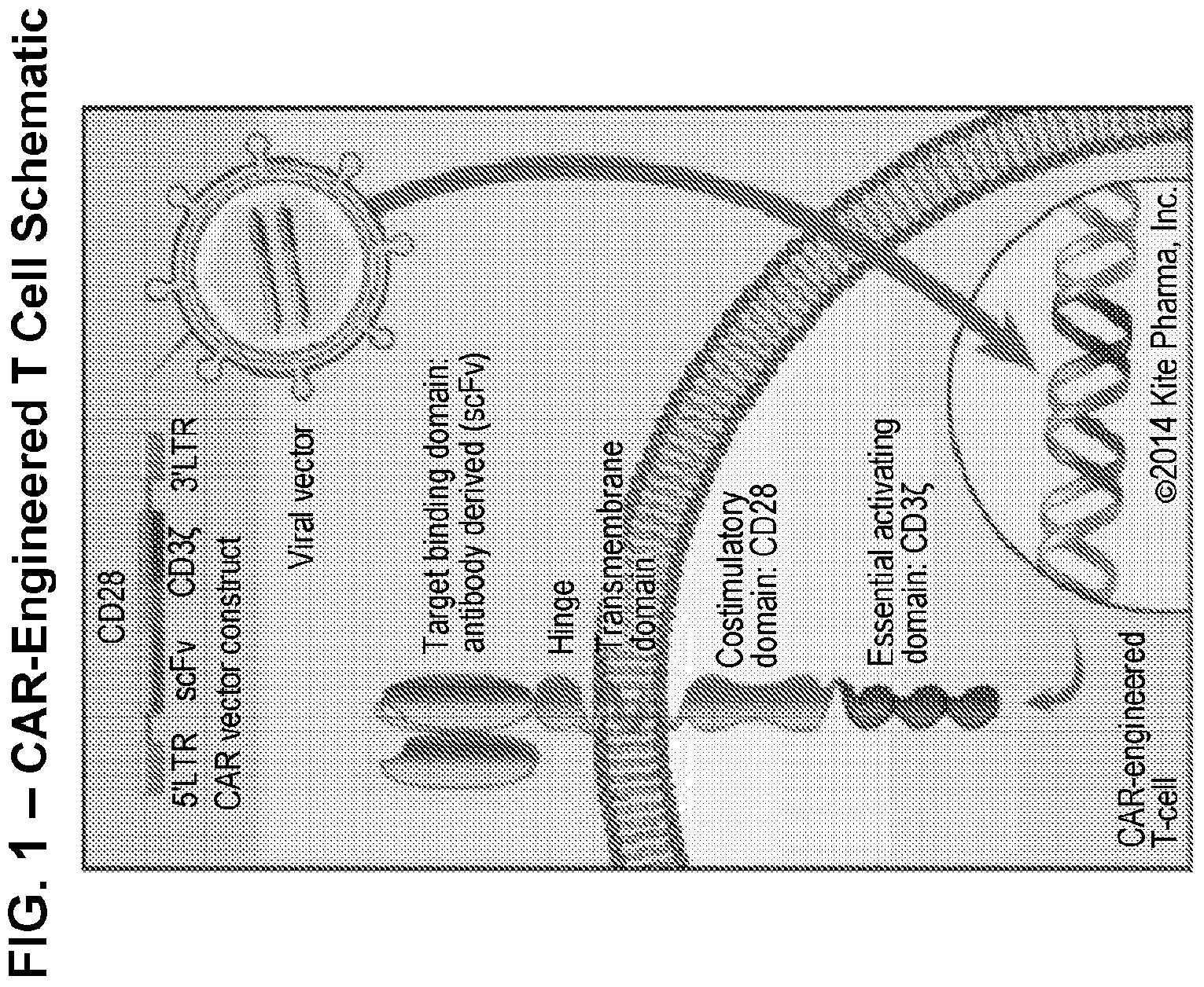 Patent US11779601 Figure 1 – Diagnostic methods for T cell therapy