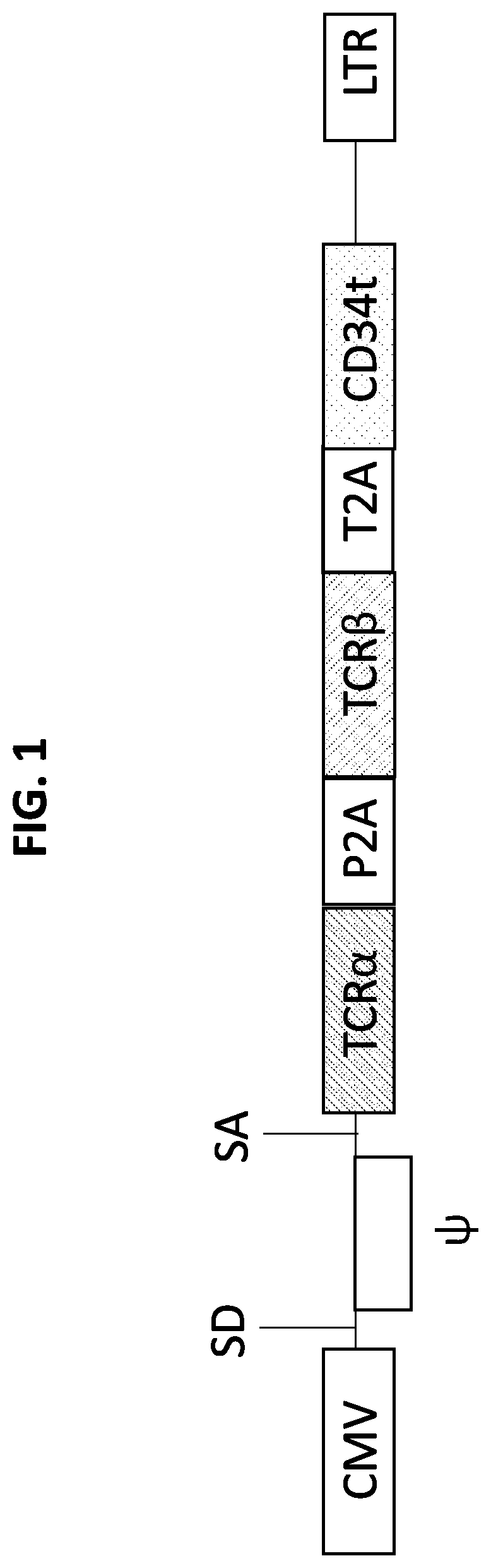Patent US11779603 Figure 1 – HERV-E reactive T cell receptors and methods of use