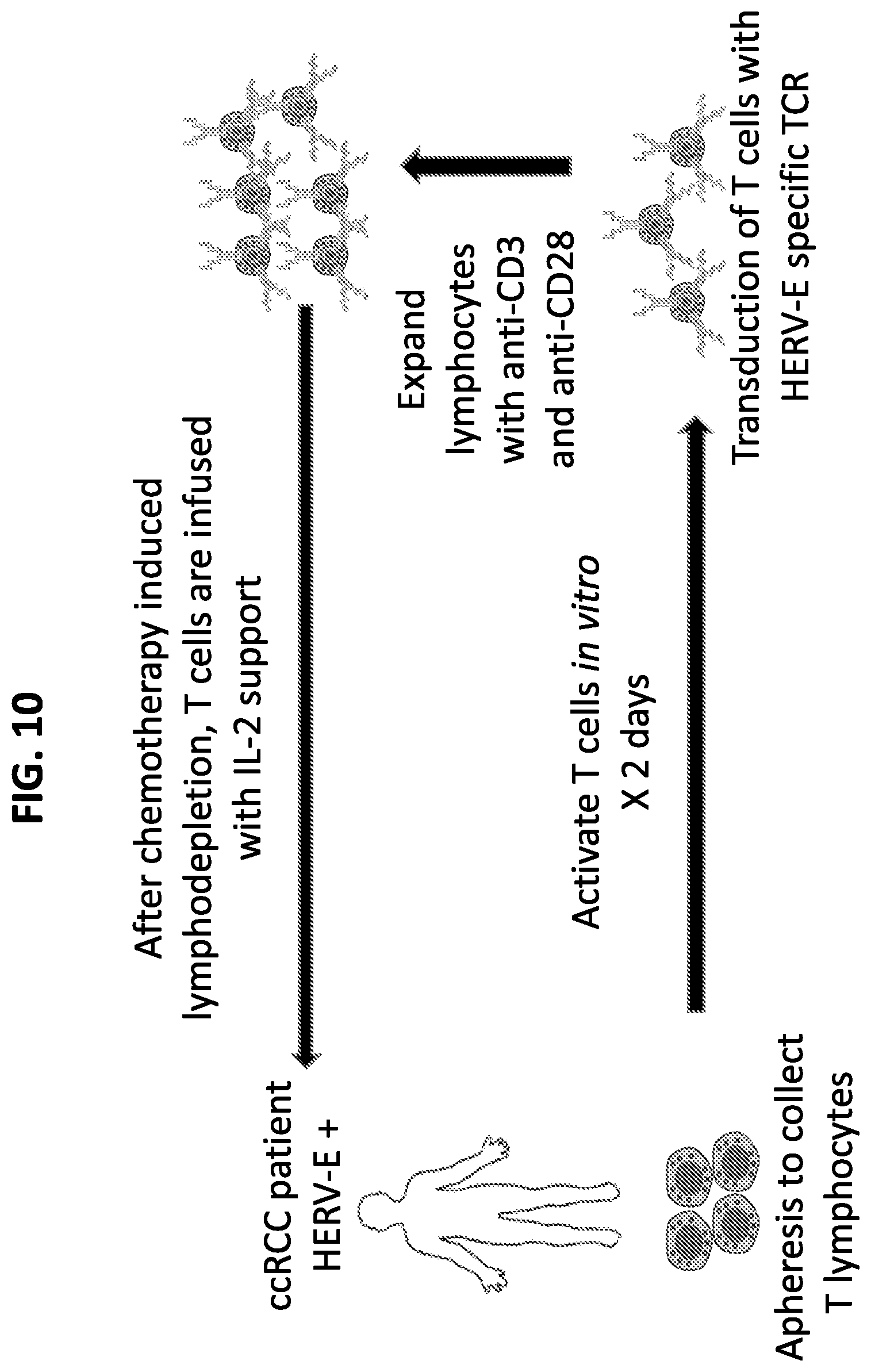 Patent US11779603 Figure 10 – HERV-E reactive T cell receptors and methods of use
