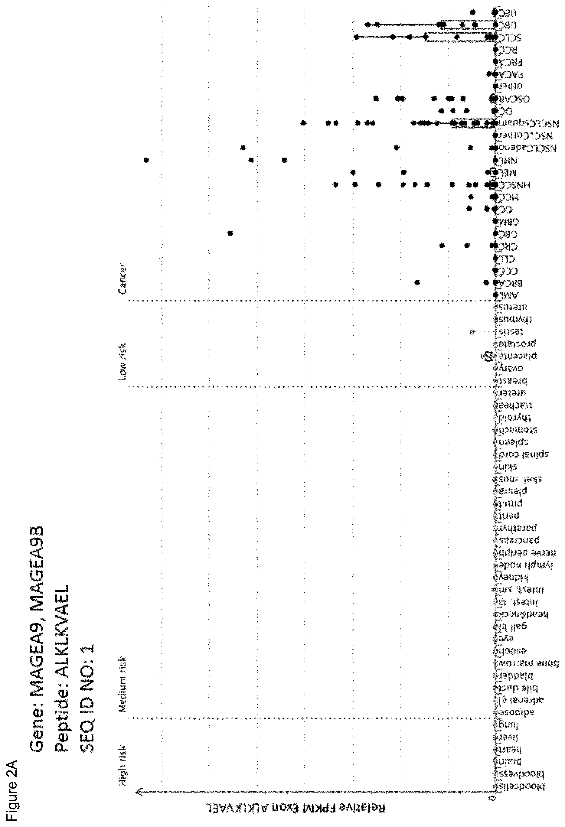 Patent US11779605 Figure 16 – Immunotherapy with b*08 restricted peptides and combination of peptides against cancers and related methods