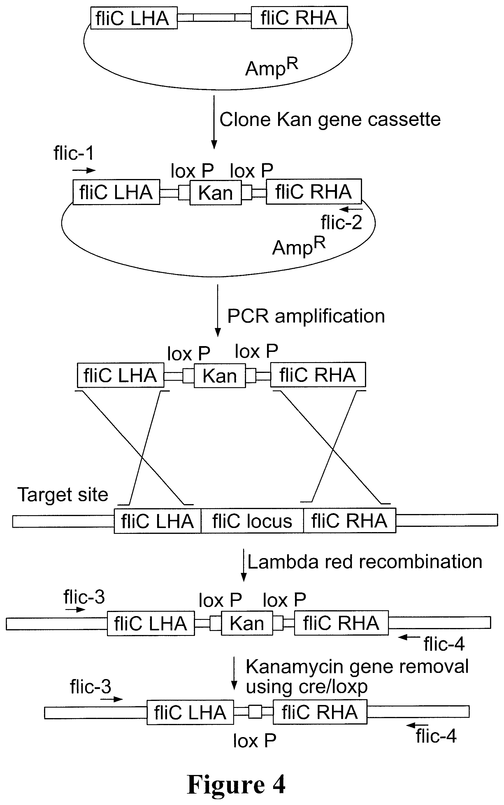 Patent US11779612 Figure 4 – Engineered immunostimulatory bacterial strains and uses thereof