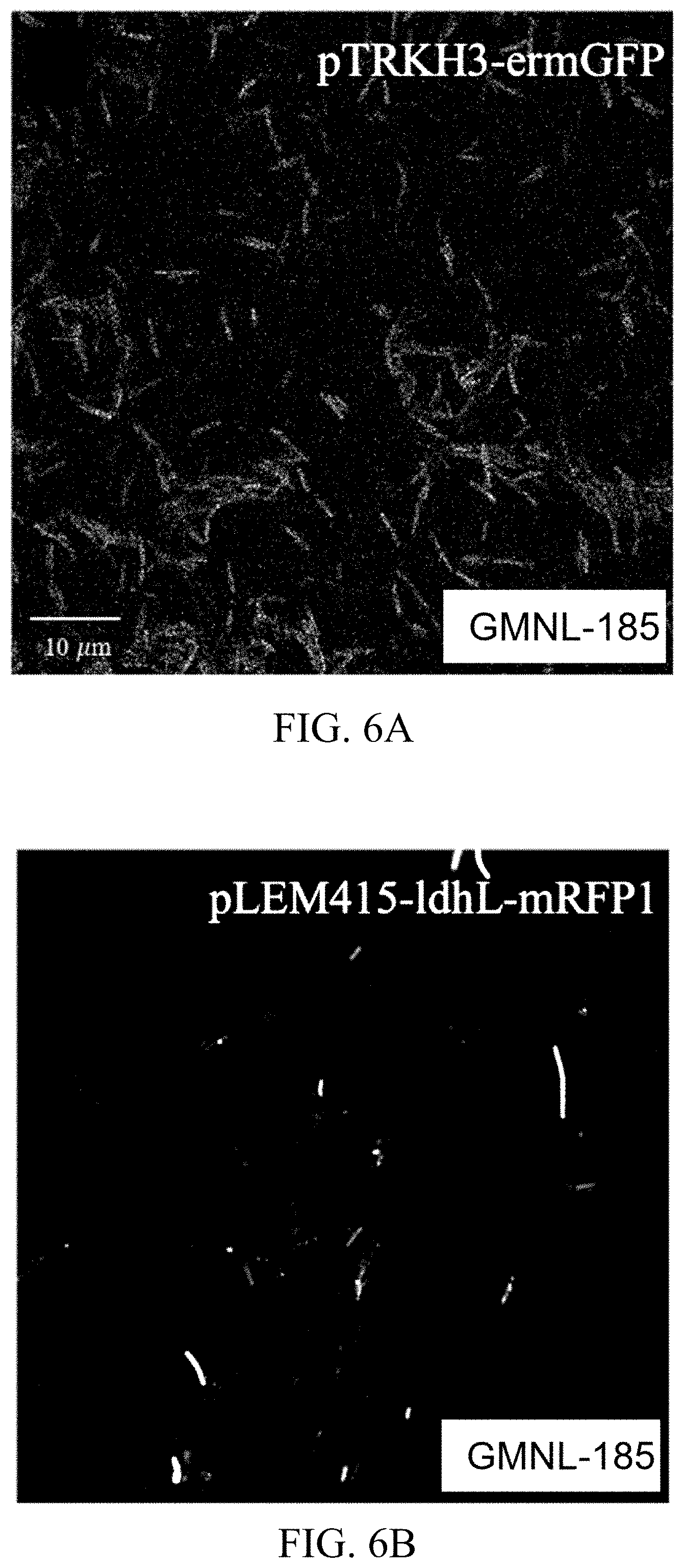 Patent US11779616 Figure 17 – Method of improving memory and learning ability