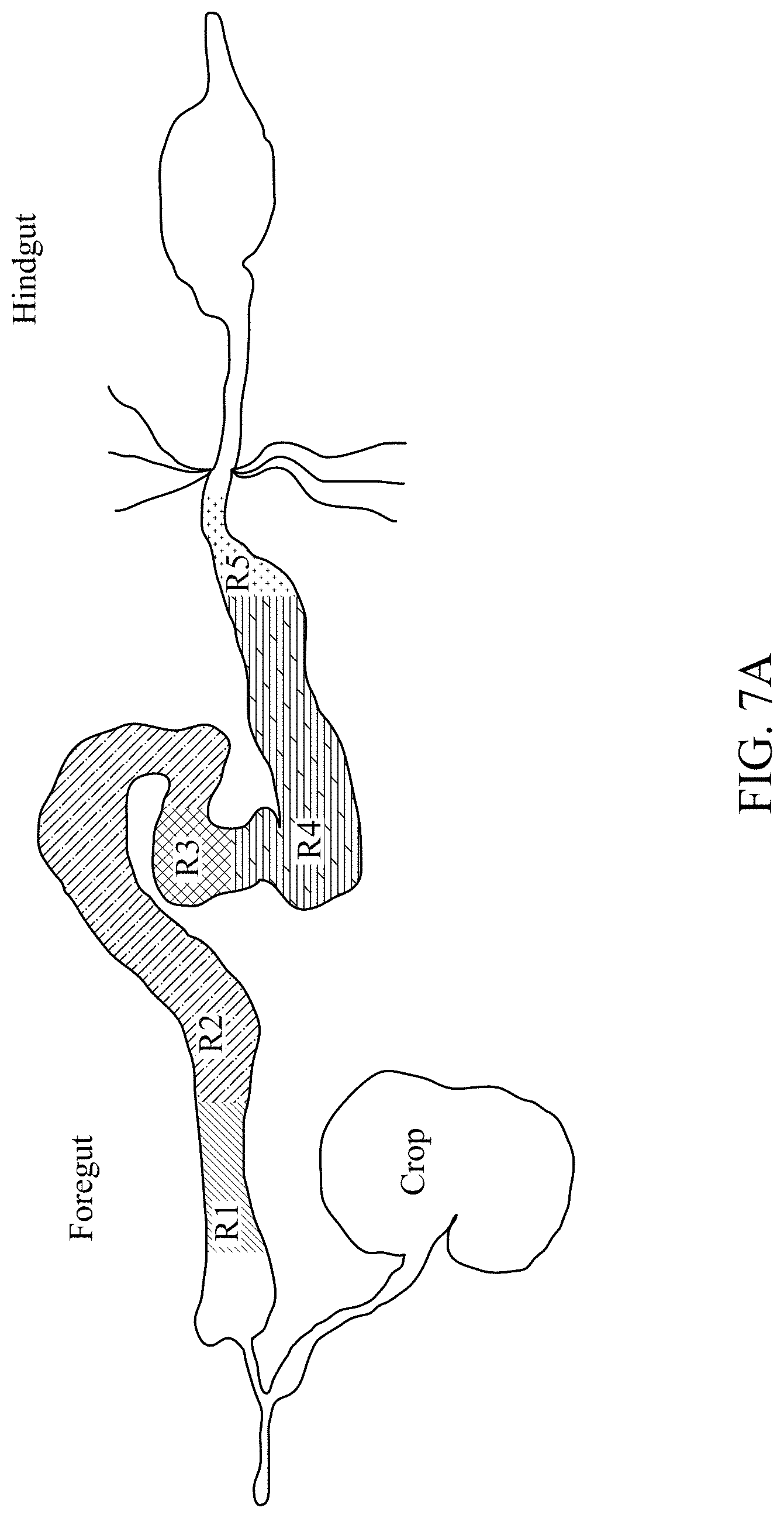 Patent US11779616 Figure 19 – Method of improving memory and learning ability